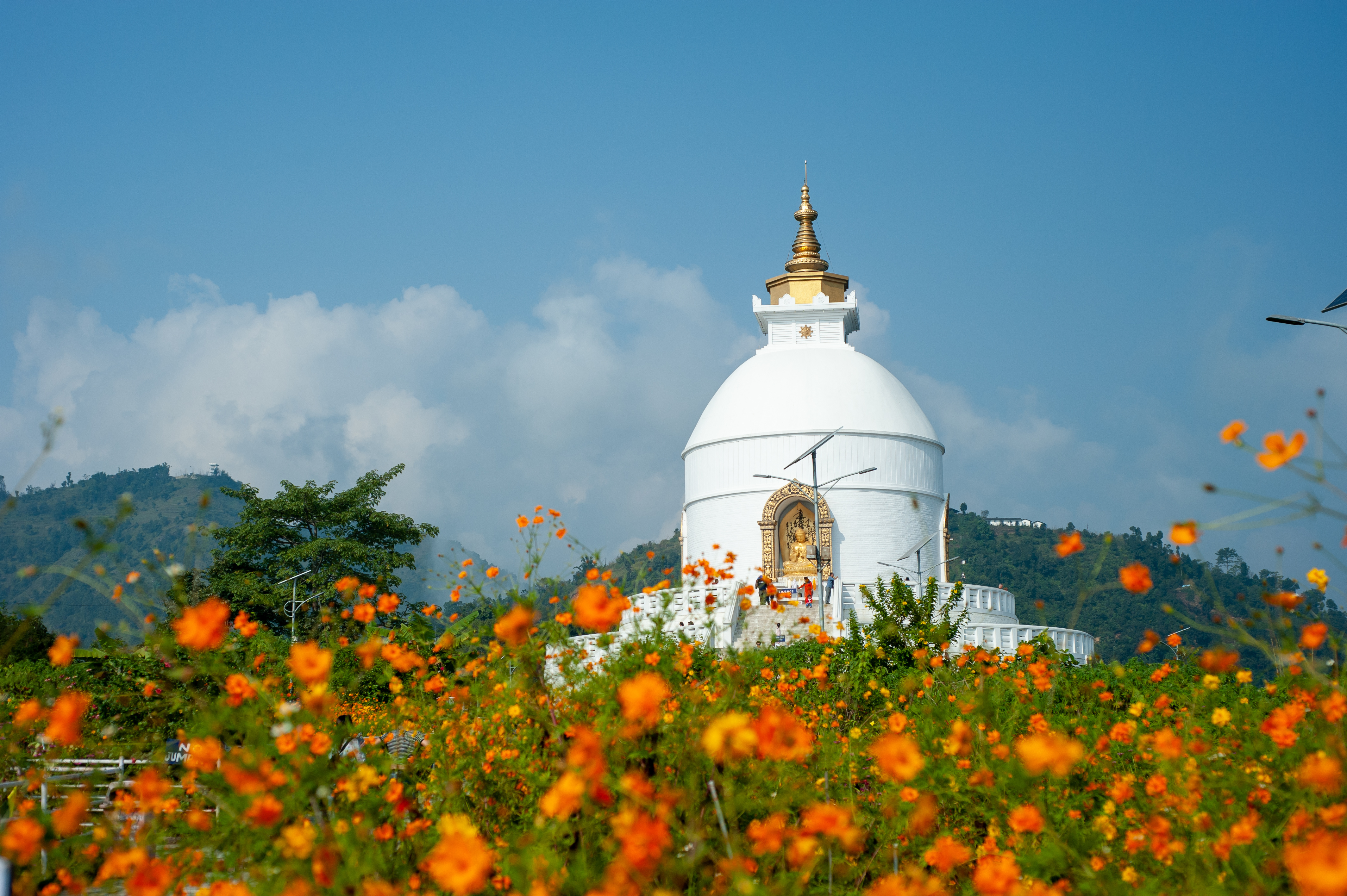 World Peace Pagoda rising above orange cosmos flowers, Pokhara Nepal