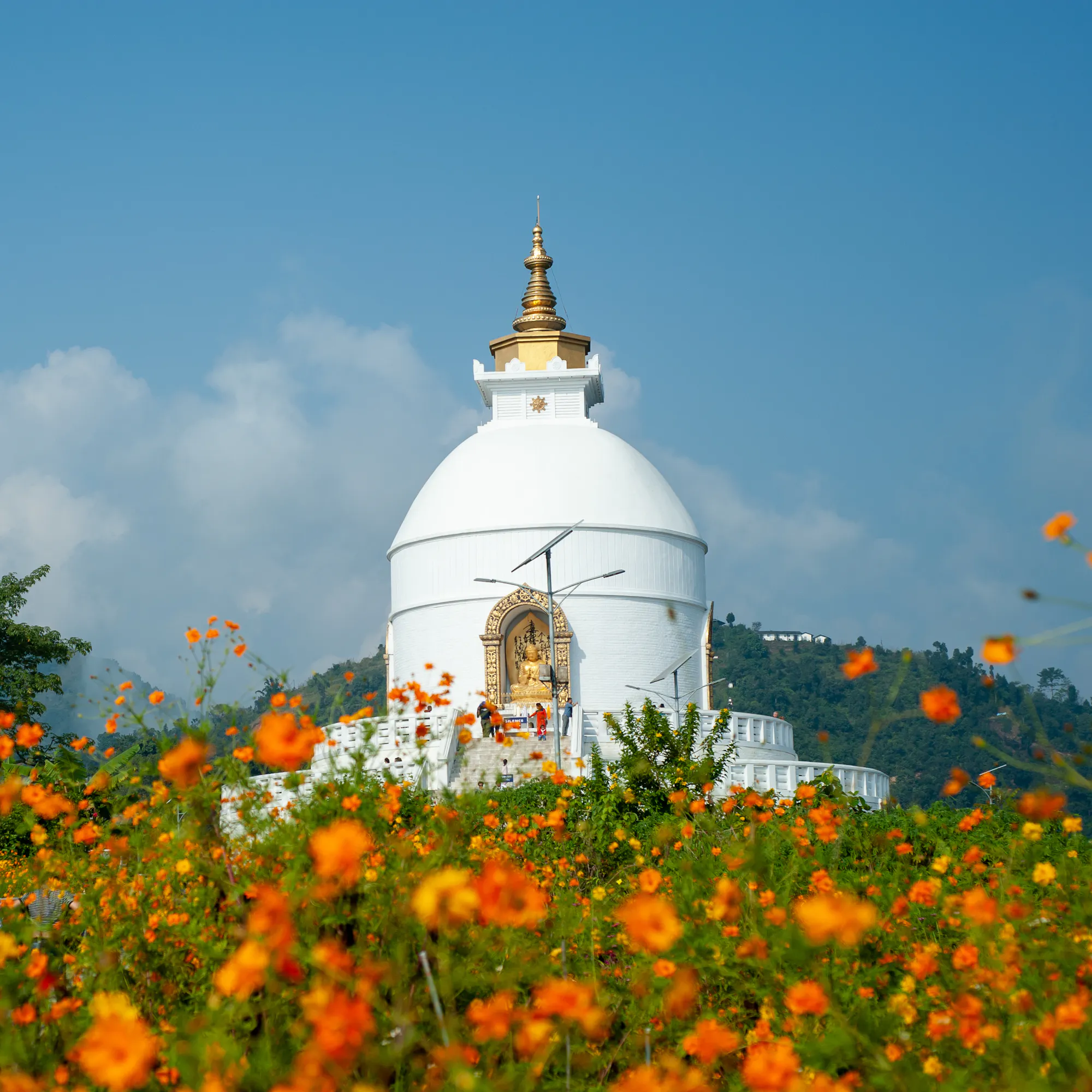 World Peace Pagoda rising above orange cosmos flowers, Pokhara Nepal