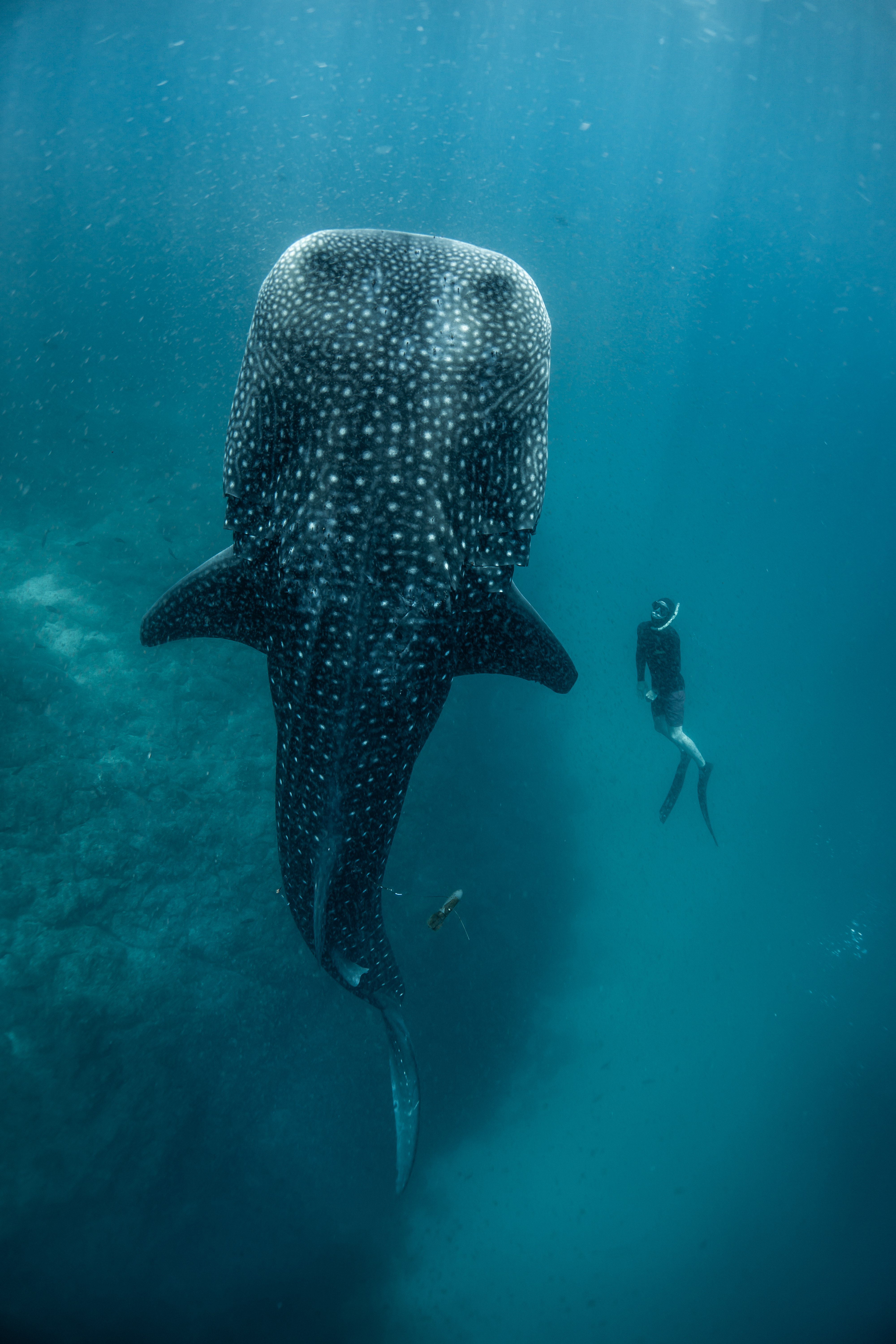 Snorkeler swimming alongside a massive whale shark in the waters off Islas Secas, Panama