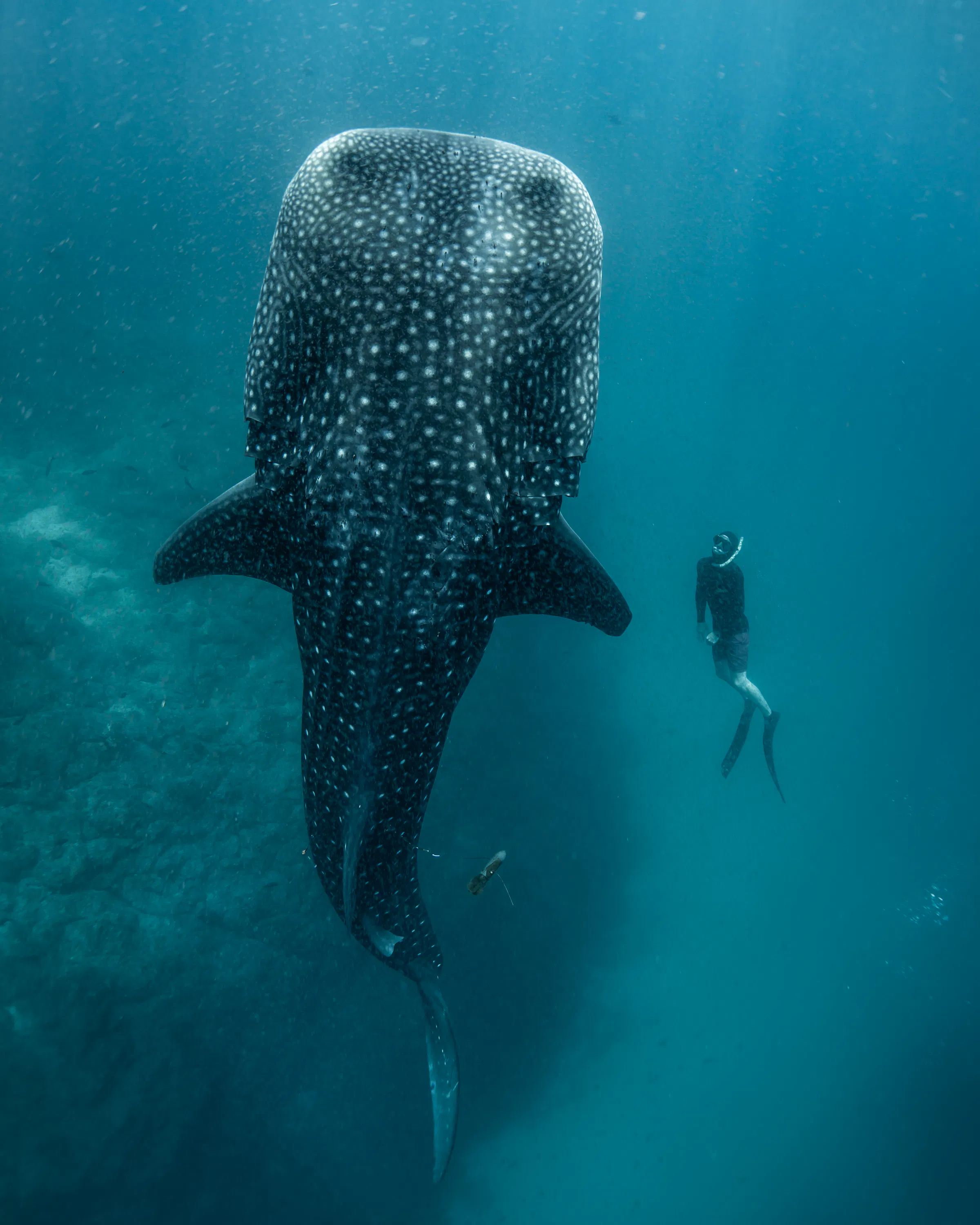 Snorkeler swimming alongside a massive whale shark in the waters off Islas Secas, Panama