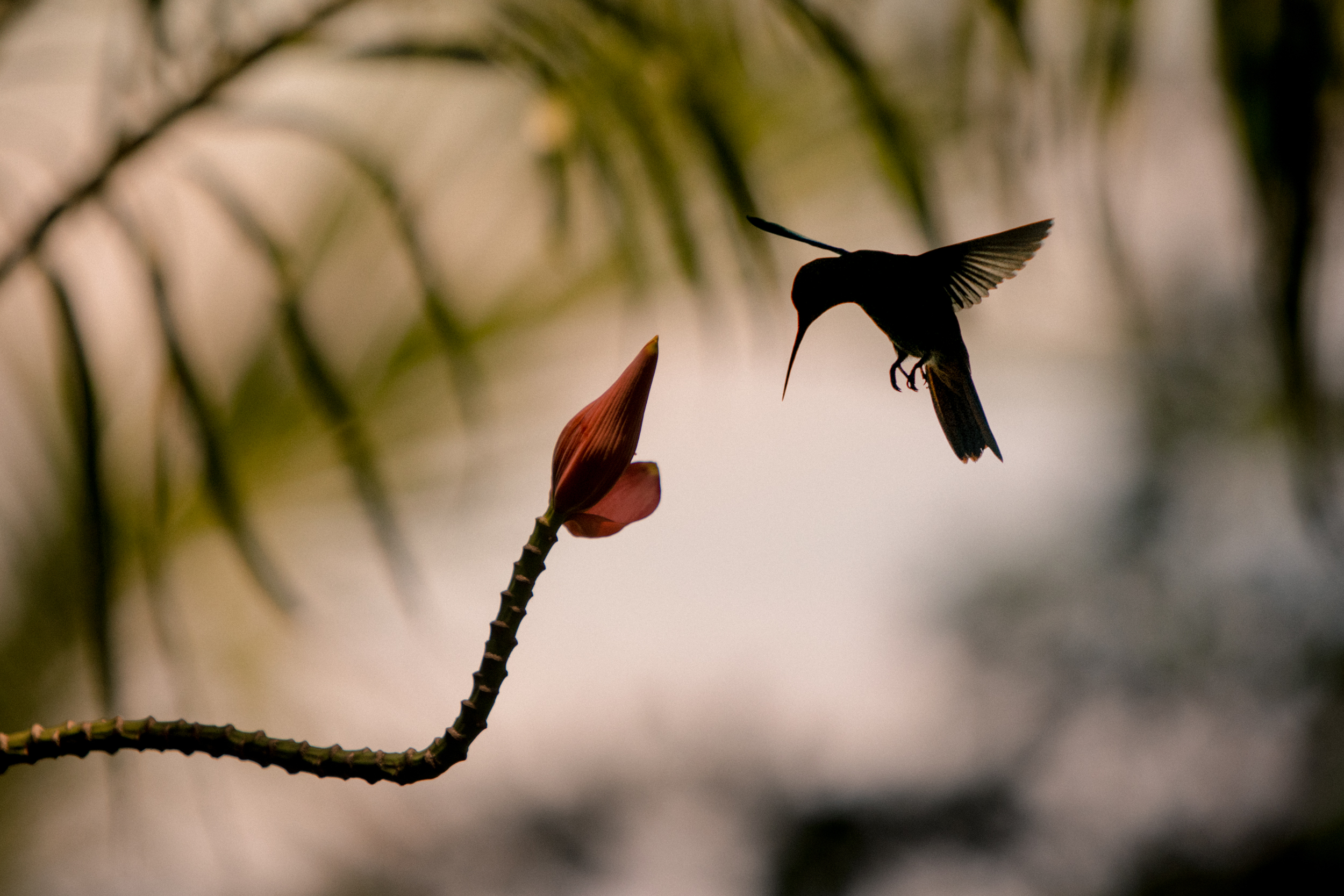 Hummingbird silhouetted in flight approaching a flower at dusk in Panama
