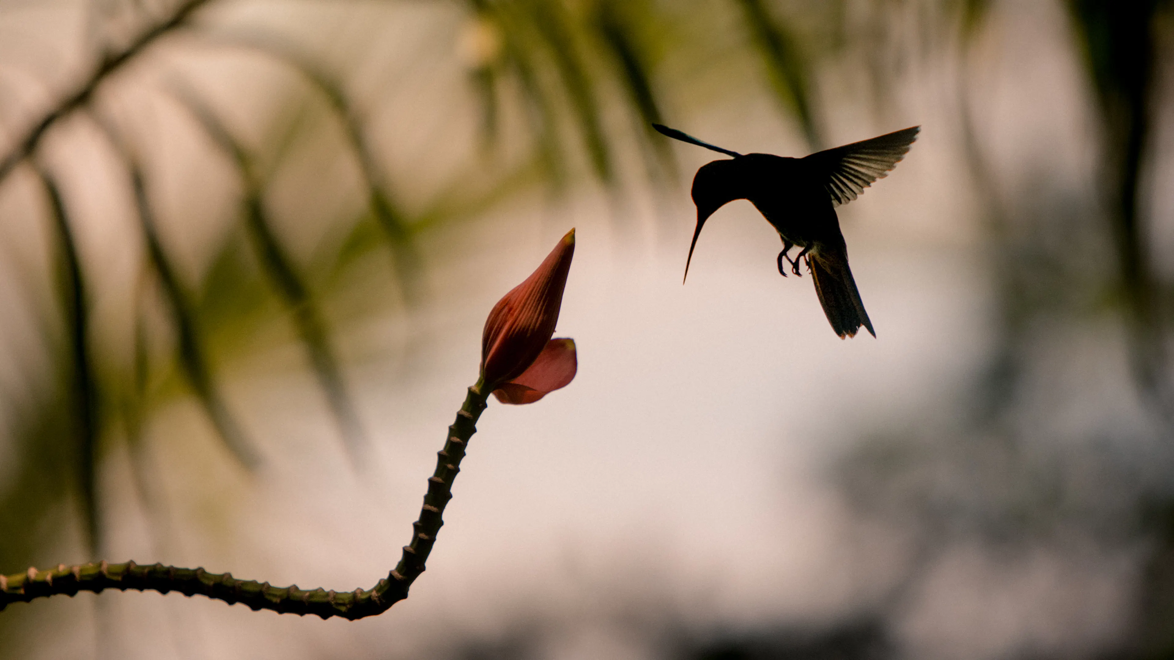 Hummingbird silhouetted in flight approaching a flower at dusk in Panama