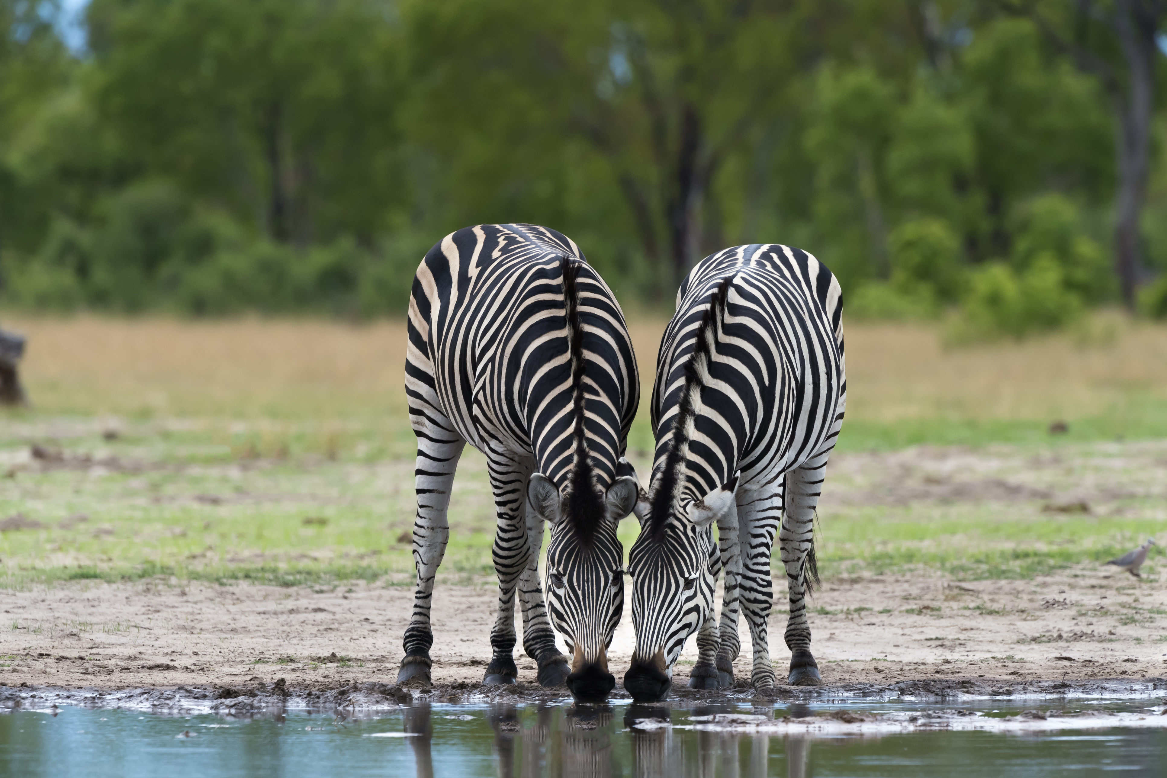 Two zebras drinking from a waterhole in Hwange National Park, Zimbabwe