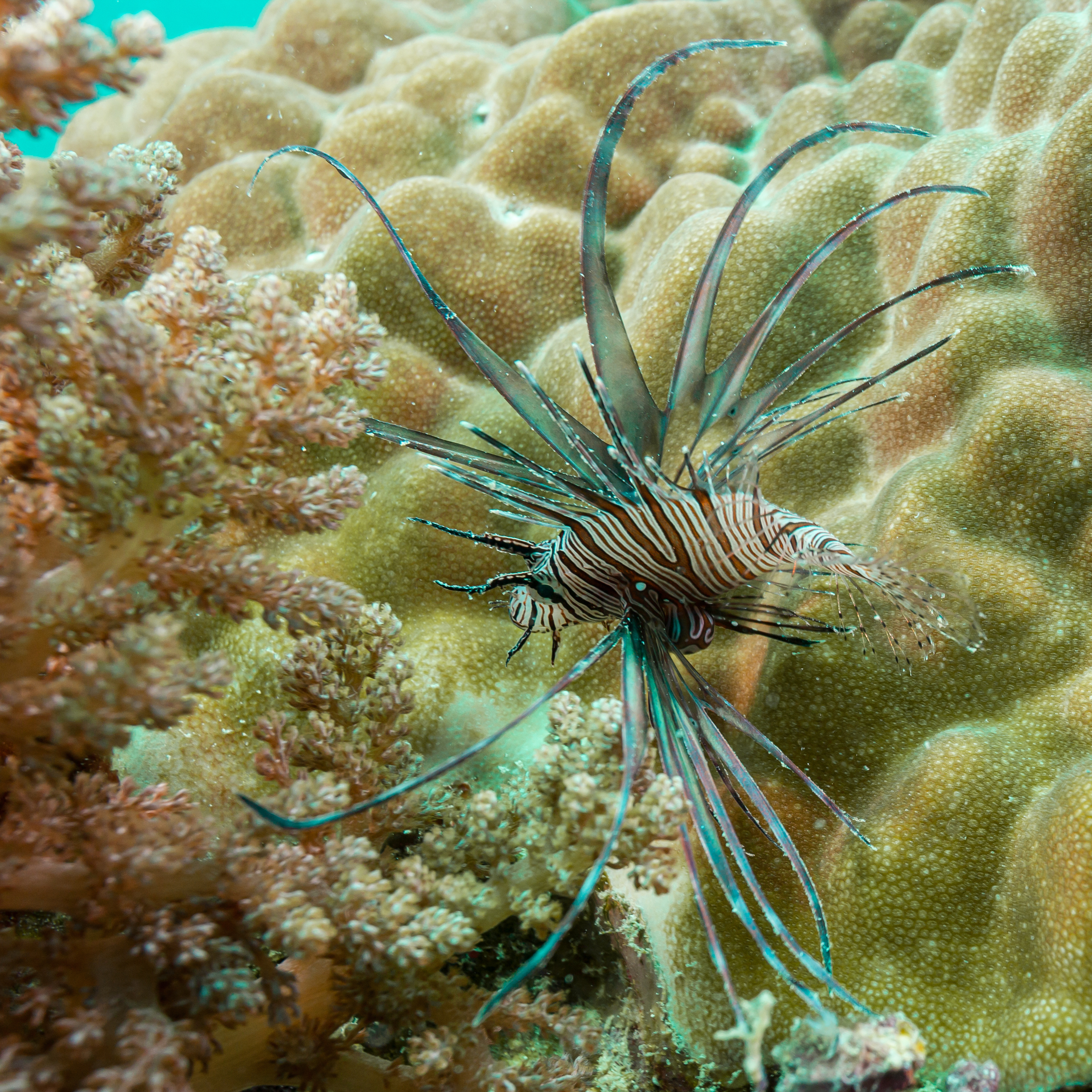Striped lionfish among vibrant coral reef
