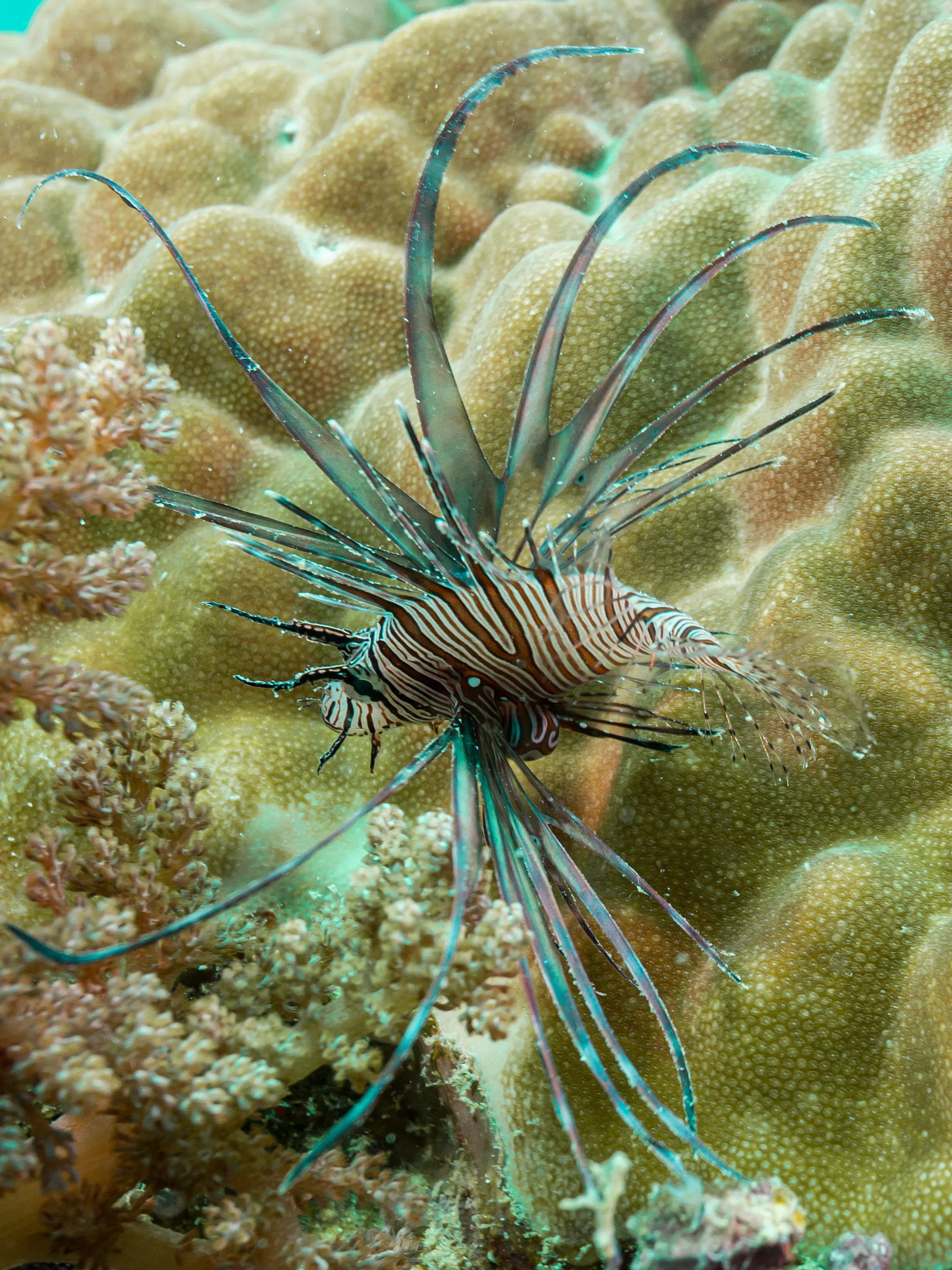 Striped lionfish among vibrant coral reef