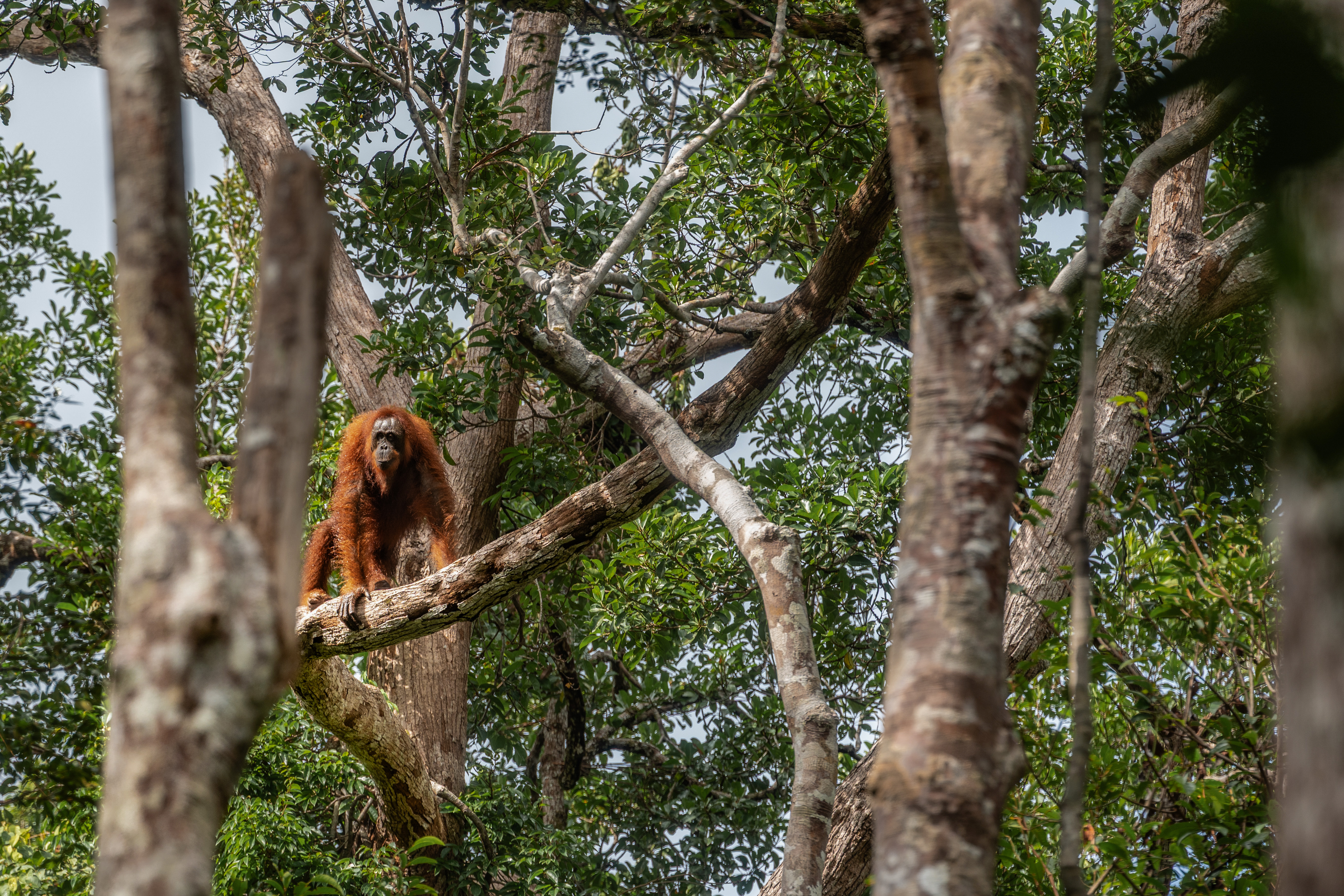 Wild orangutan perched high in Borneo