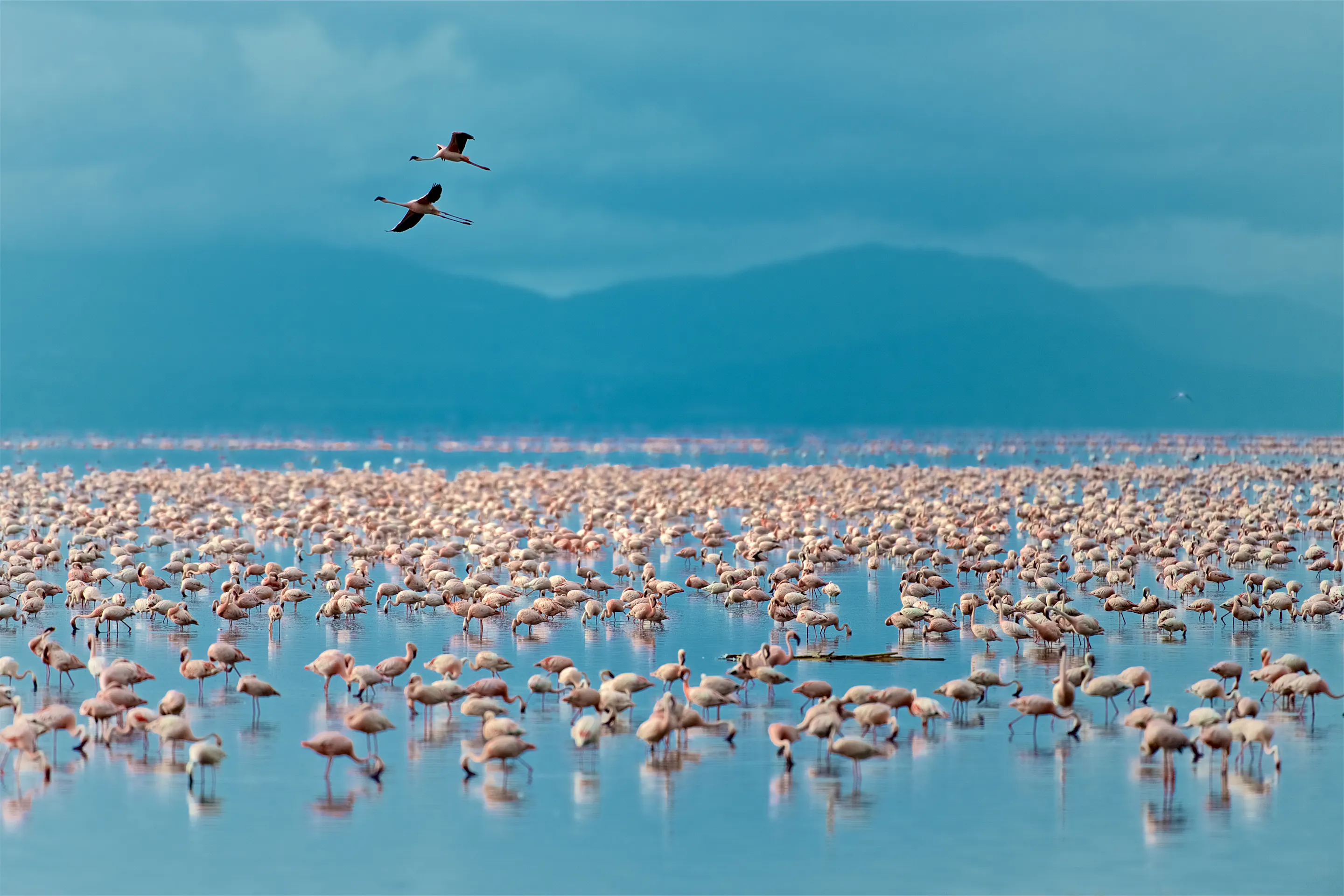 Thousands of flamingos on Lake Nakuru, Kenya safari wildlife