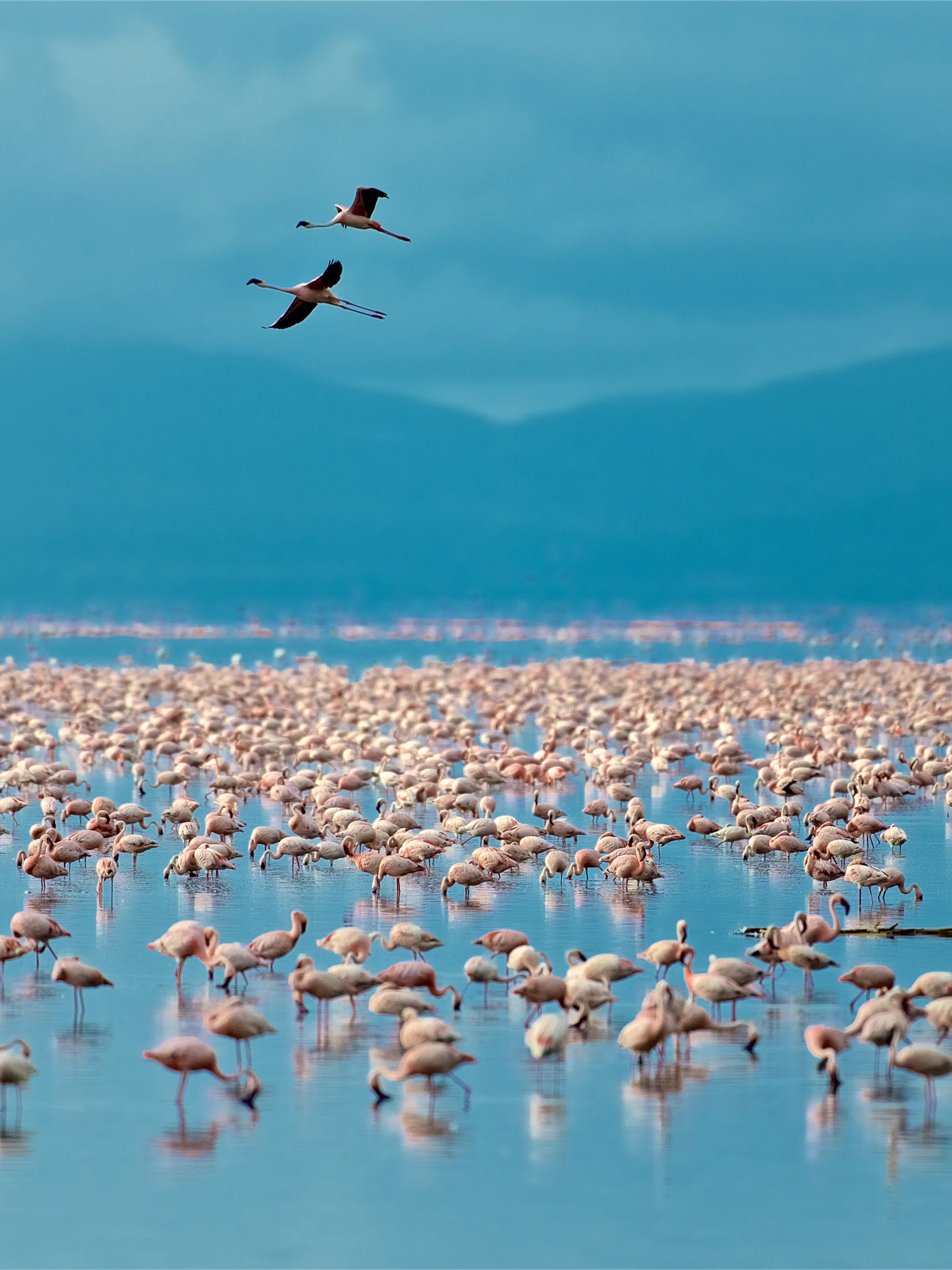 Thousands of flamingos on Lake Nakuru, Kenya safari wildlife