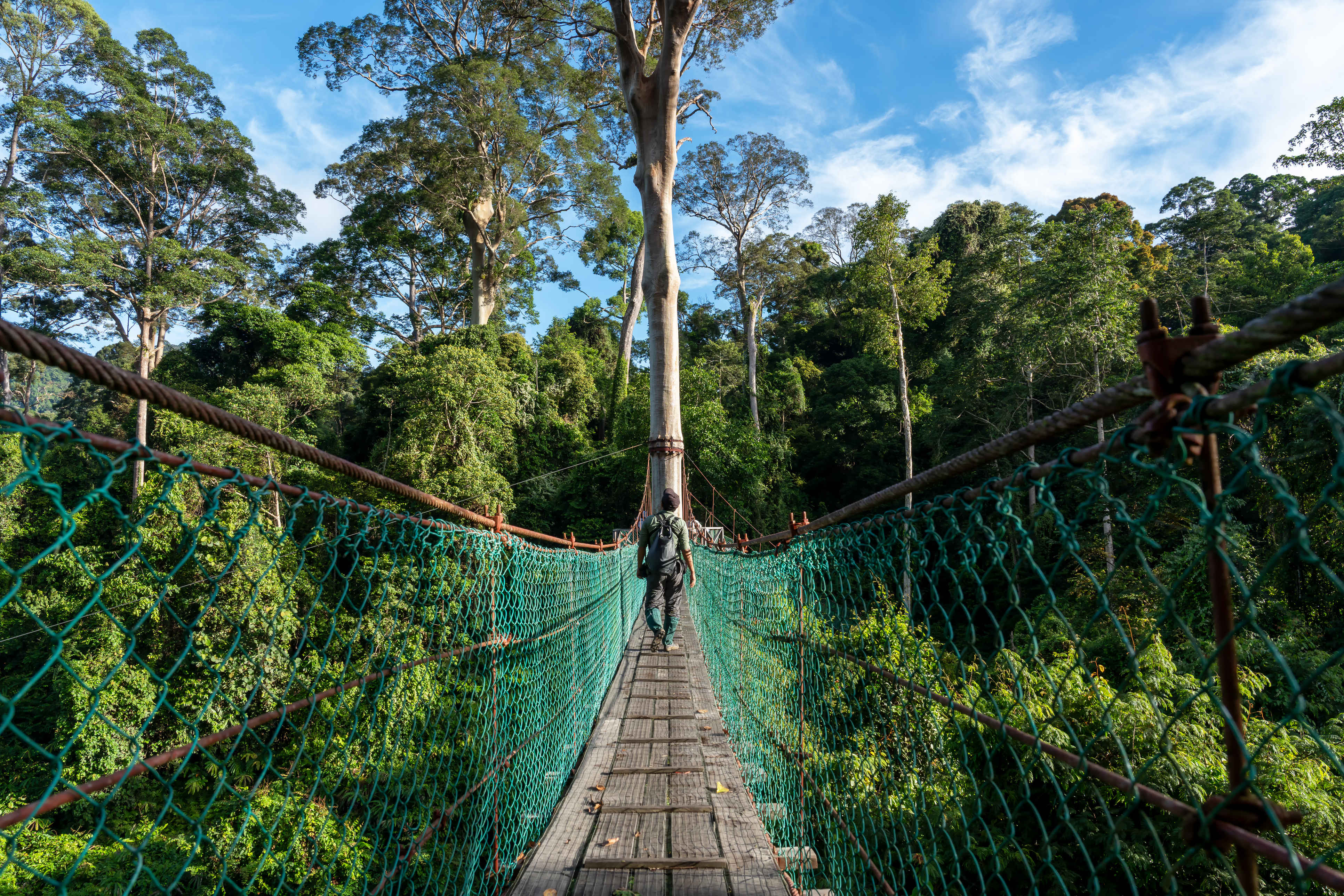 Hiker crossing rainforest canopy walkway, Danum Valley Sabah Borneo