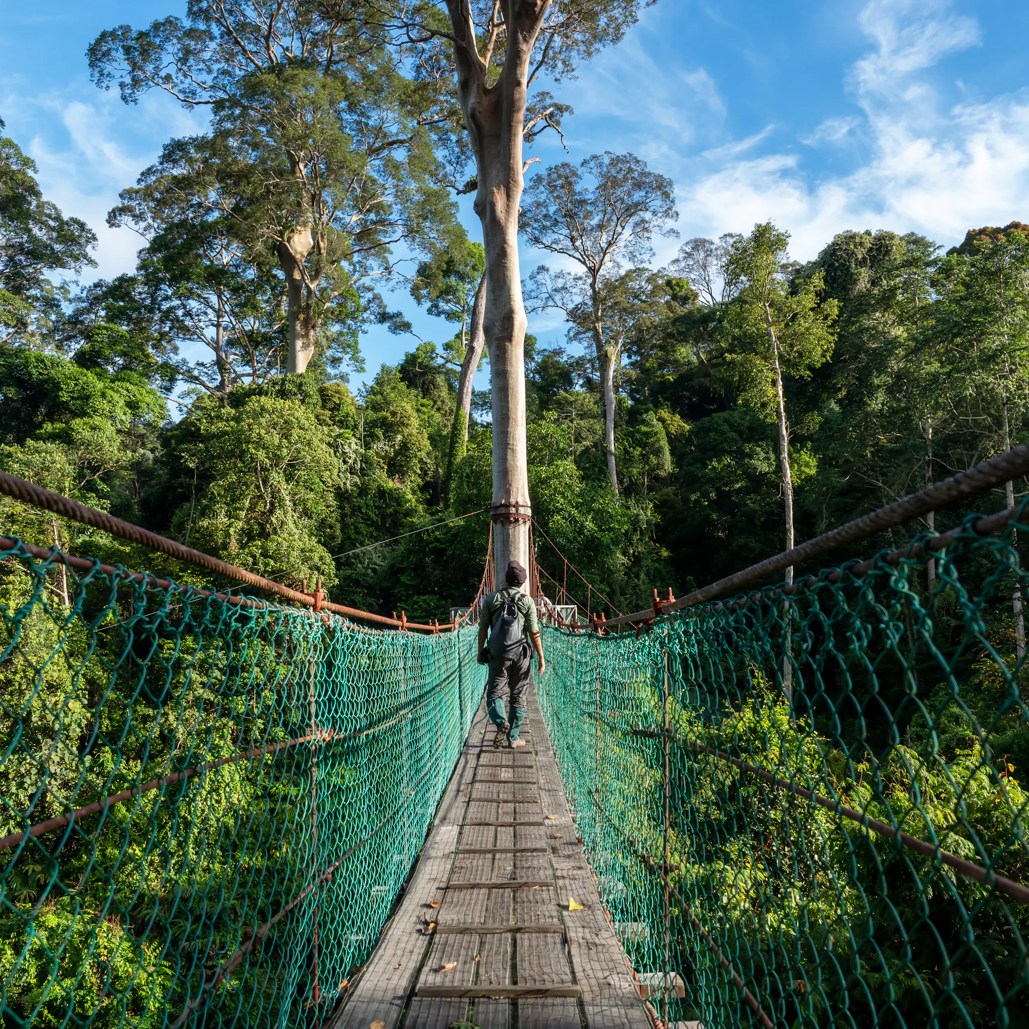 Hiker crossing rainforest canopy walkway, Danum Valley Sabah Borneo