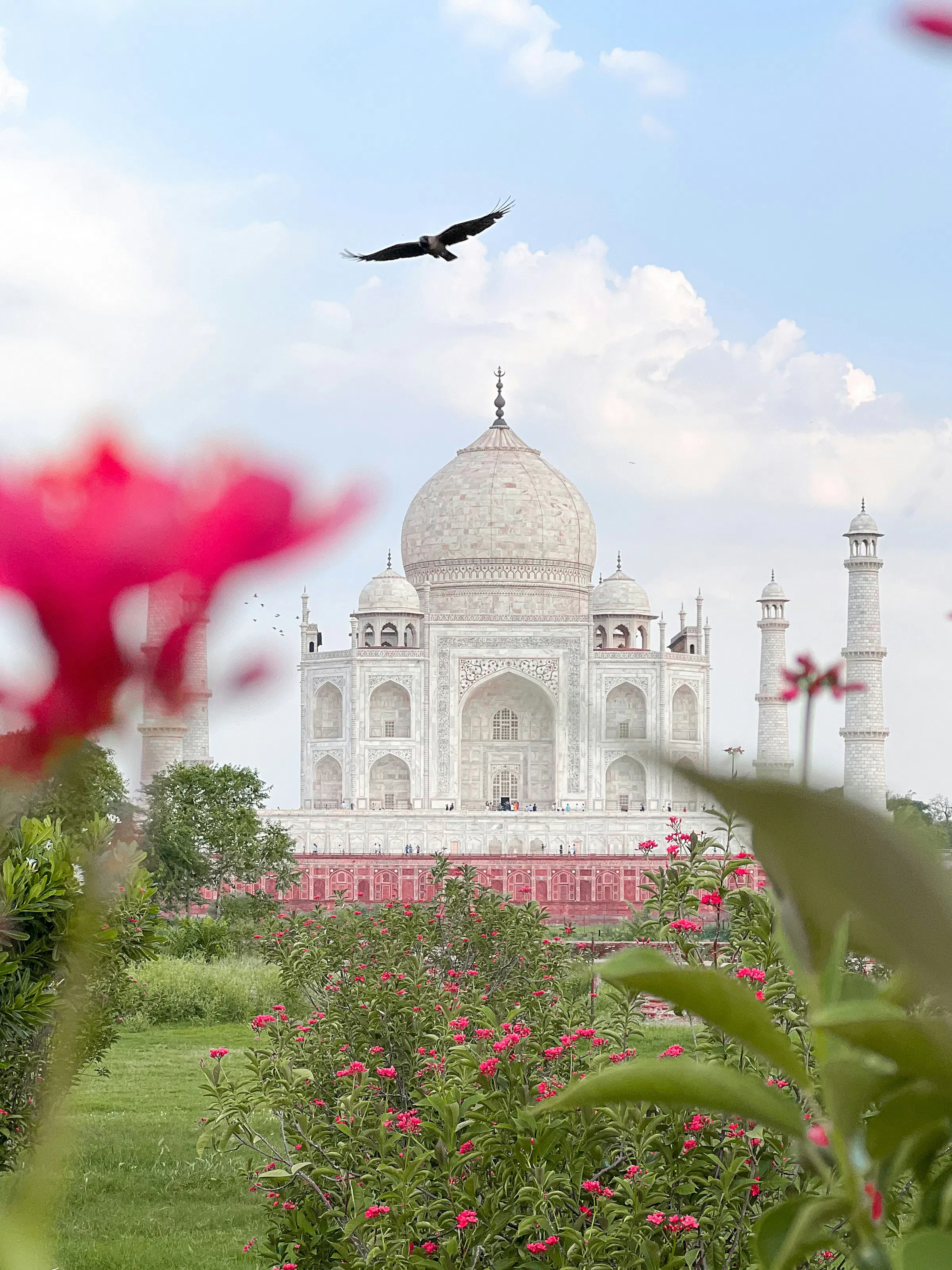 Taj Mahal in Agra, India viewed through pink flowers with a bird flying overhead against a blue sky