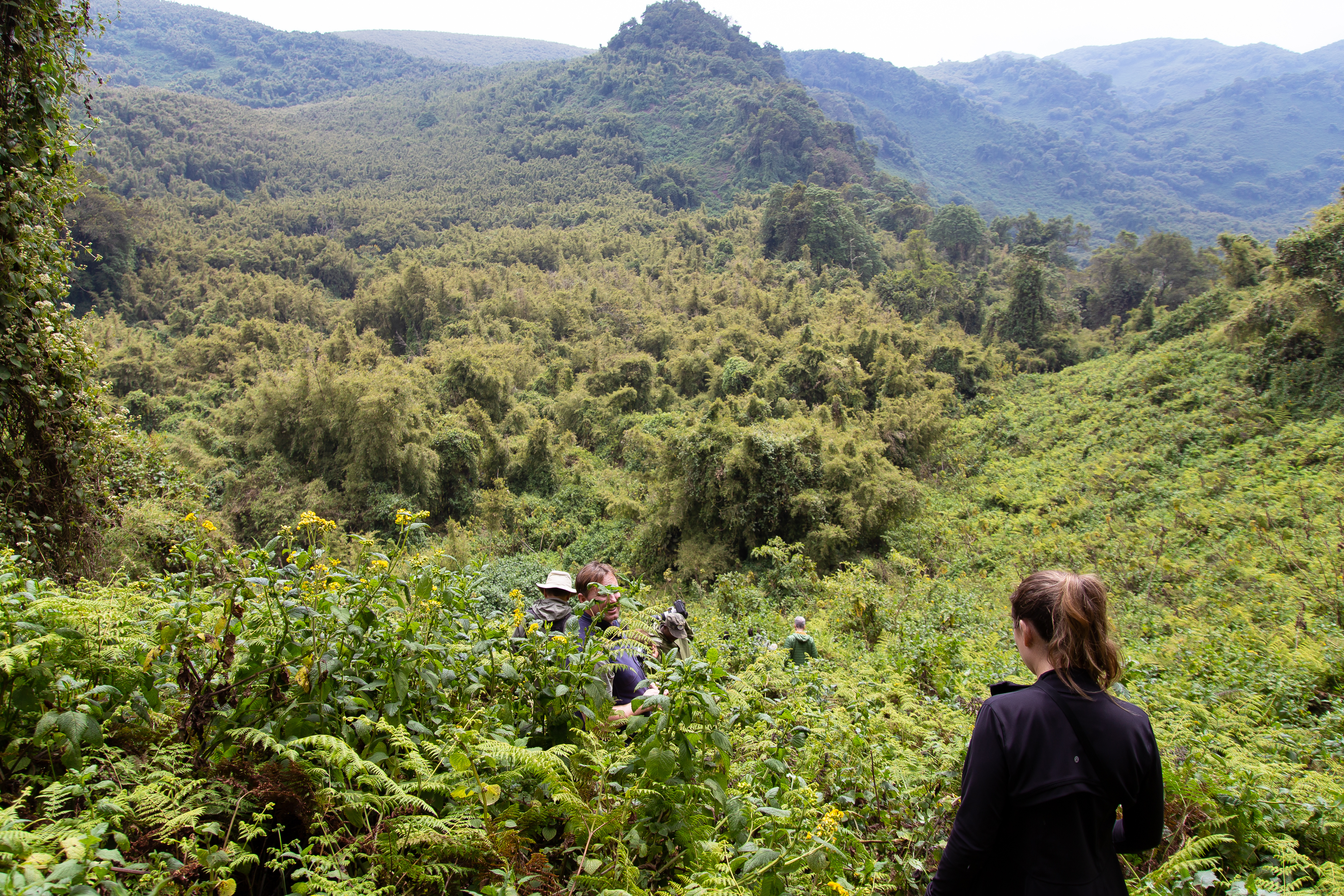 Trekkers hiking through dense rainforest, Volcanoes National Park Rwanda