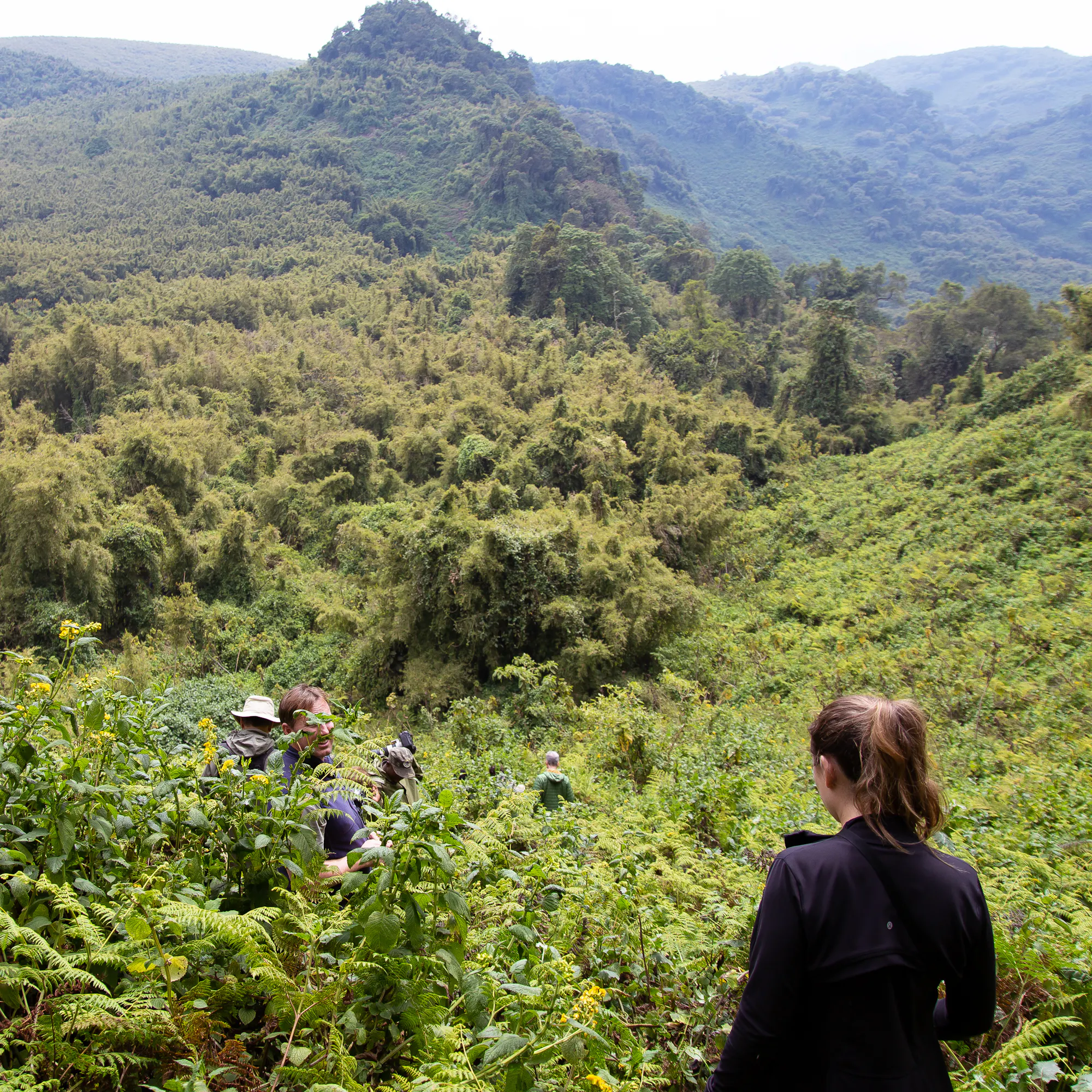 Trekkers hiking through dense rainforest, Volcanoes National Park Rwanda