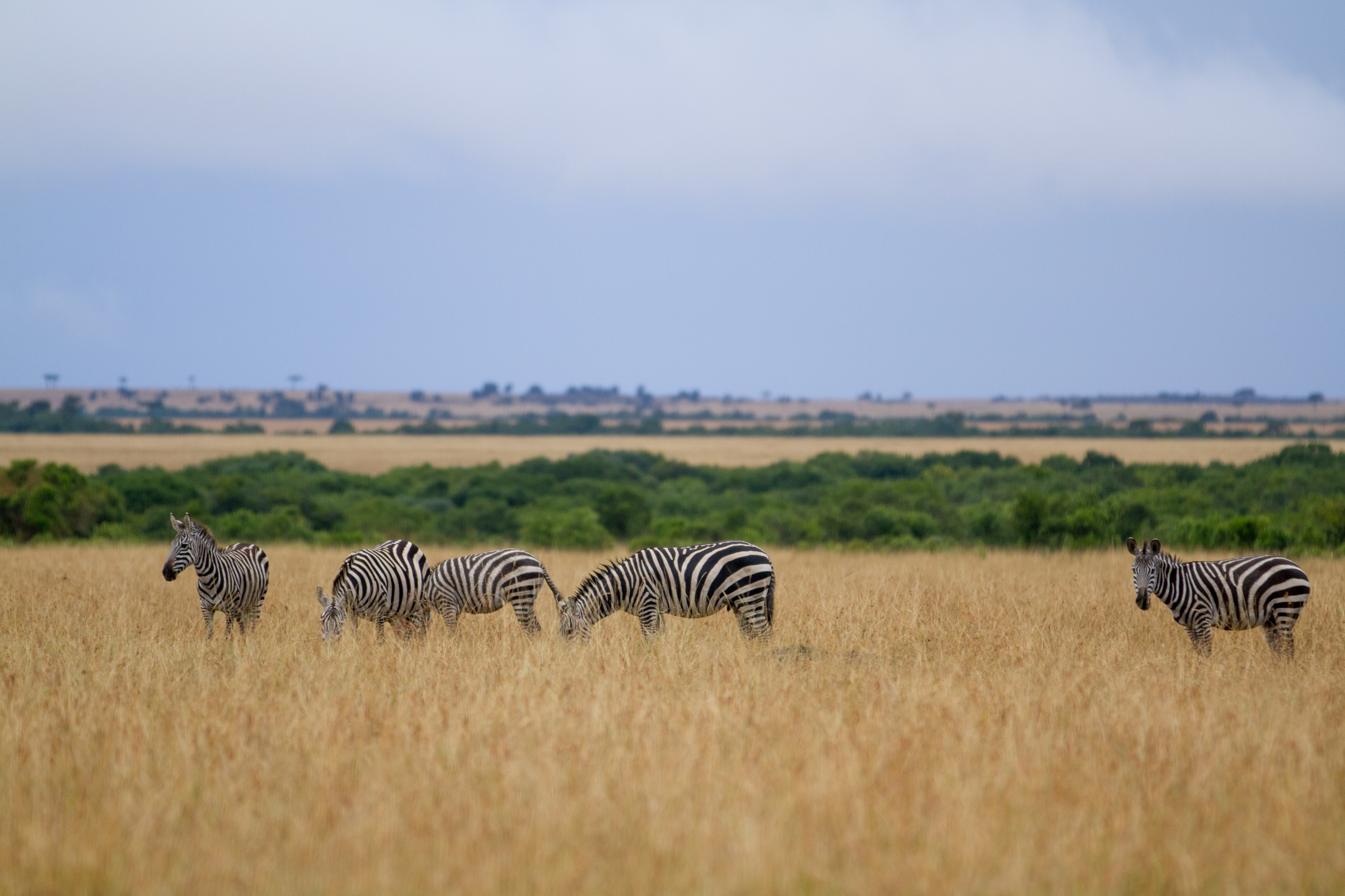 Zebras grazing on grassland in Gorongosa National Park, Mozambique