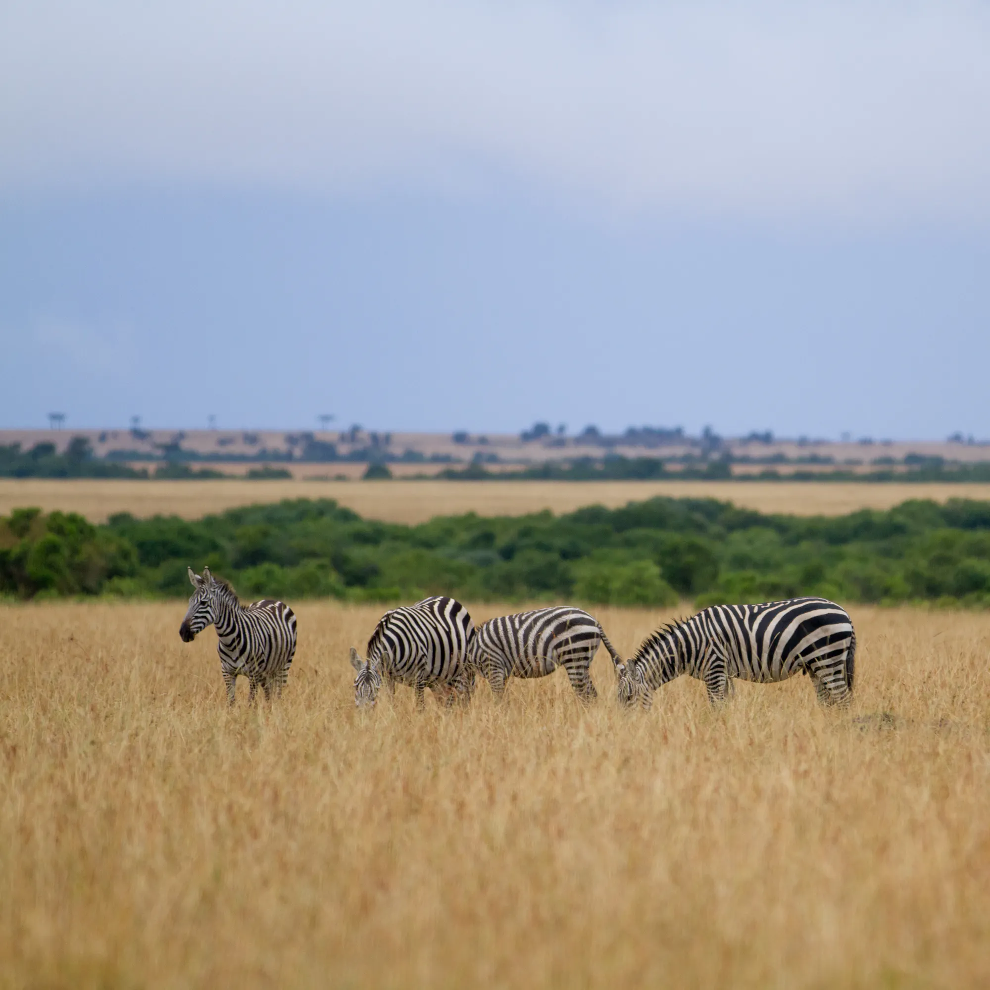 Zebras grazing on grassland in Gorongosa National Park, Mozambique