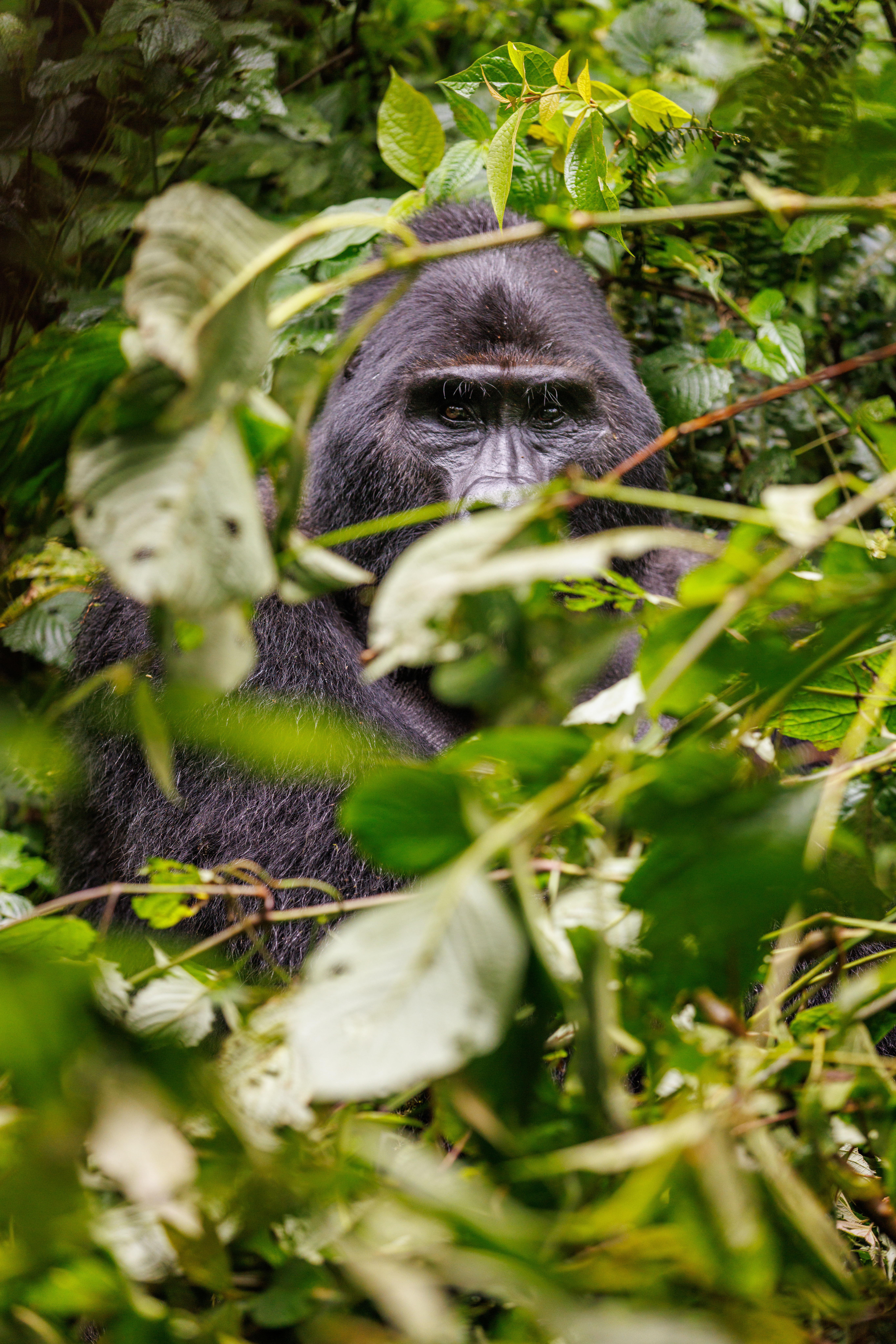 Silverback mountain gorilla peering through jungle foliage, Volcanoes National Park Rwanda