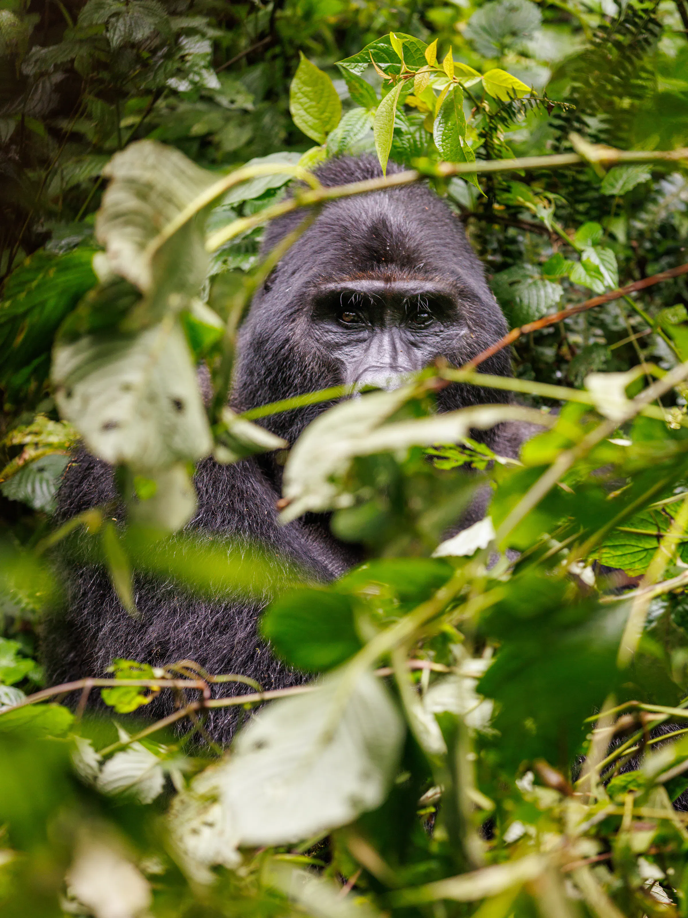 Silverback mountain gorilla peering through jungle foliage, Volcanoes National Park Rwanda