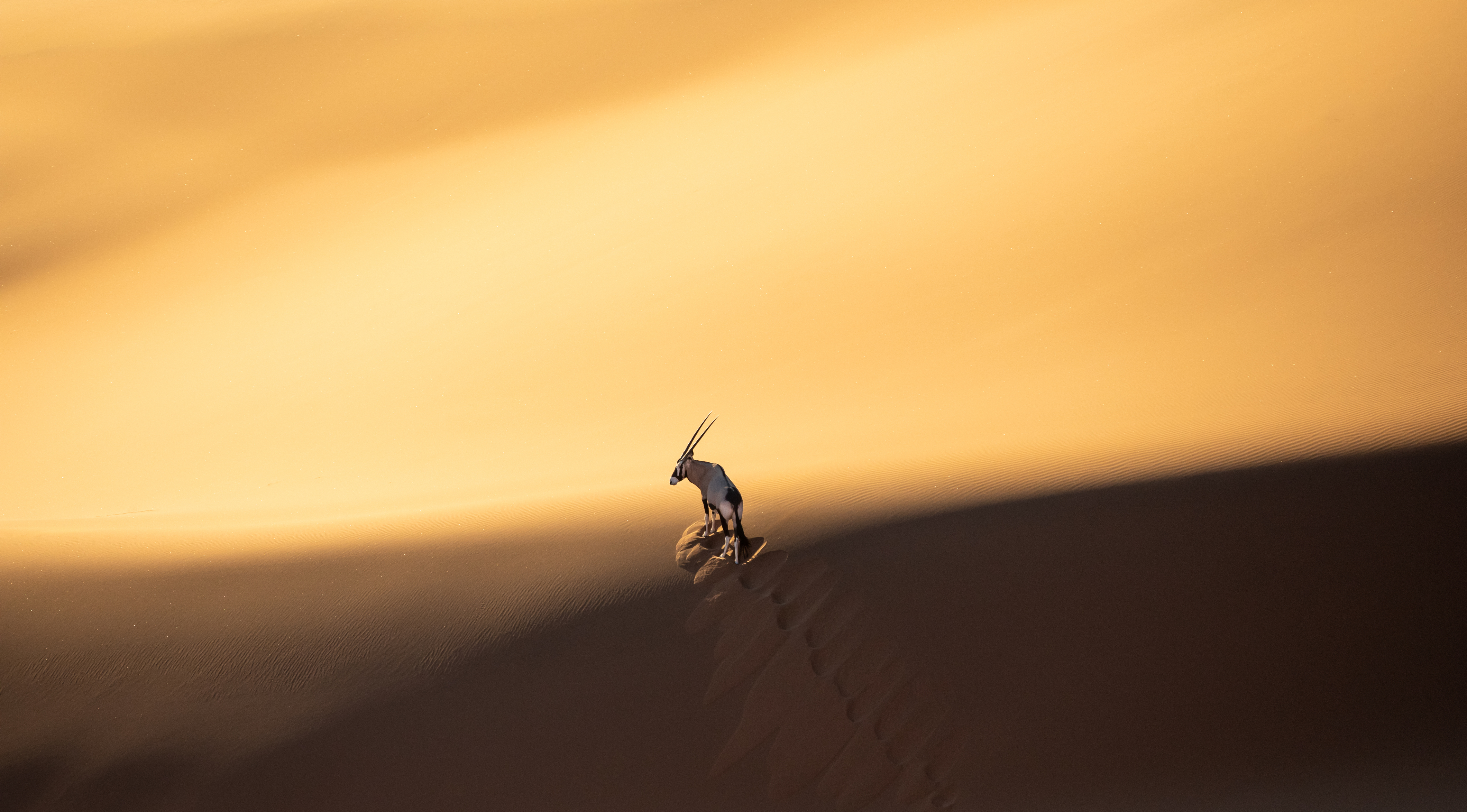 Lone oryx silhouetted atop golden sand dune, Namibia