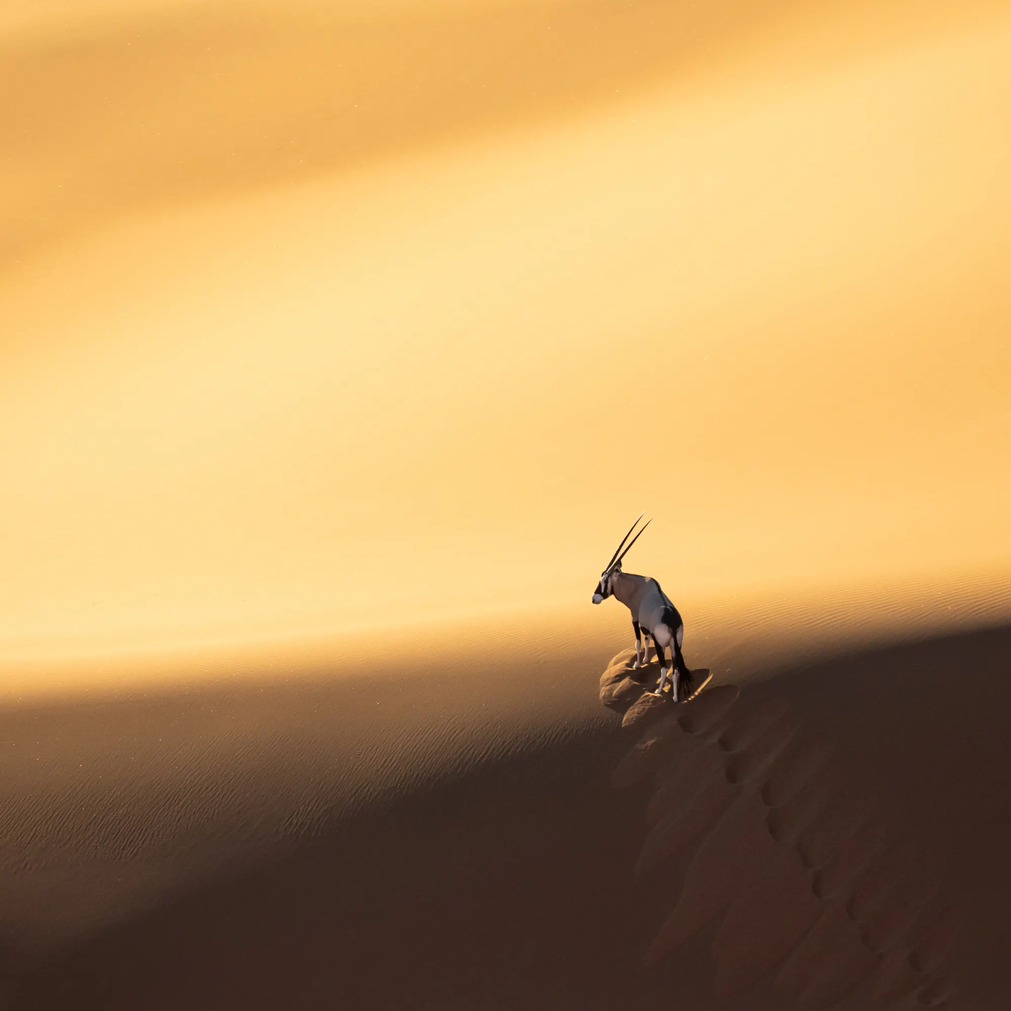 Lone oryx silhouetted atop golden sand dune, Namibia