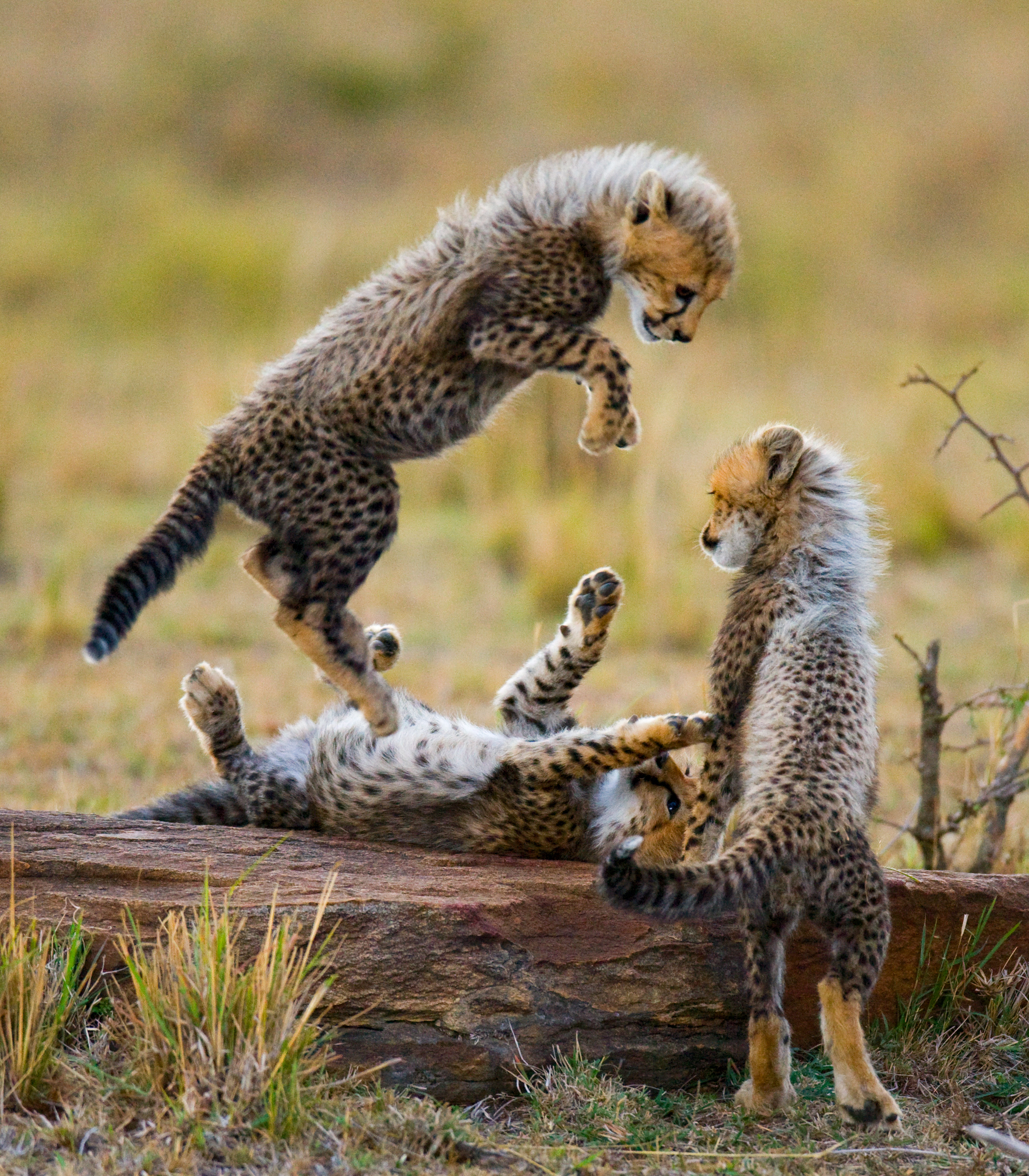 Three cheetah cubs playing and leaping on rock, Masai Mara Kenya