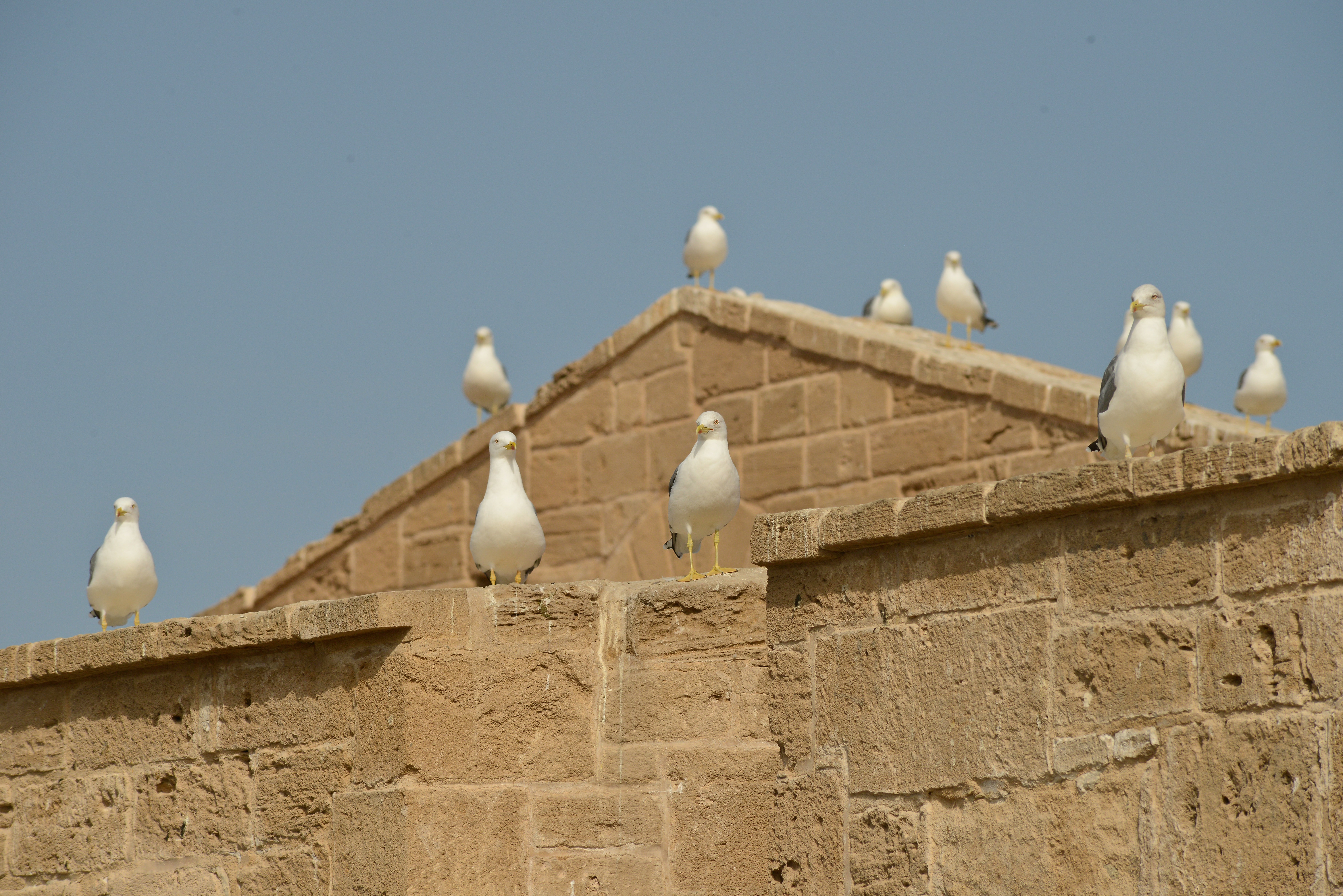 Seagulls perched on the old city ramparts in Essaouira, Morocco