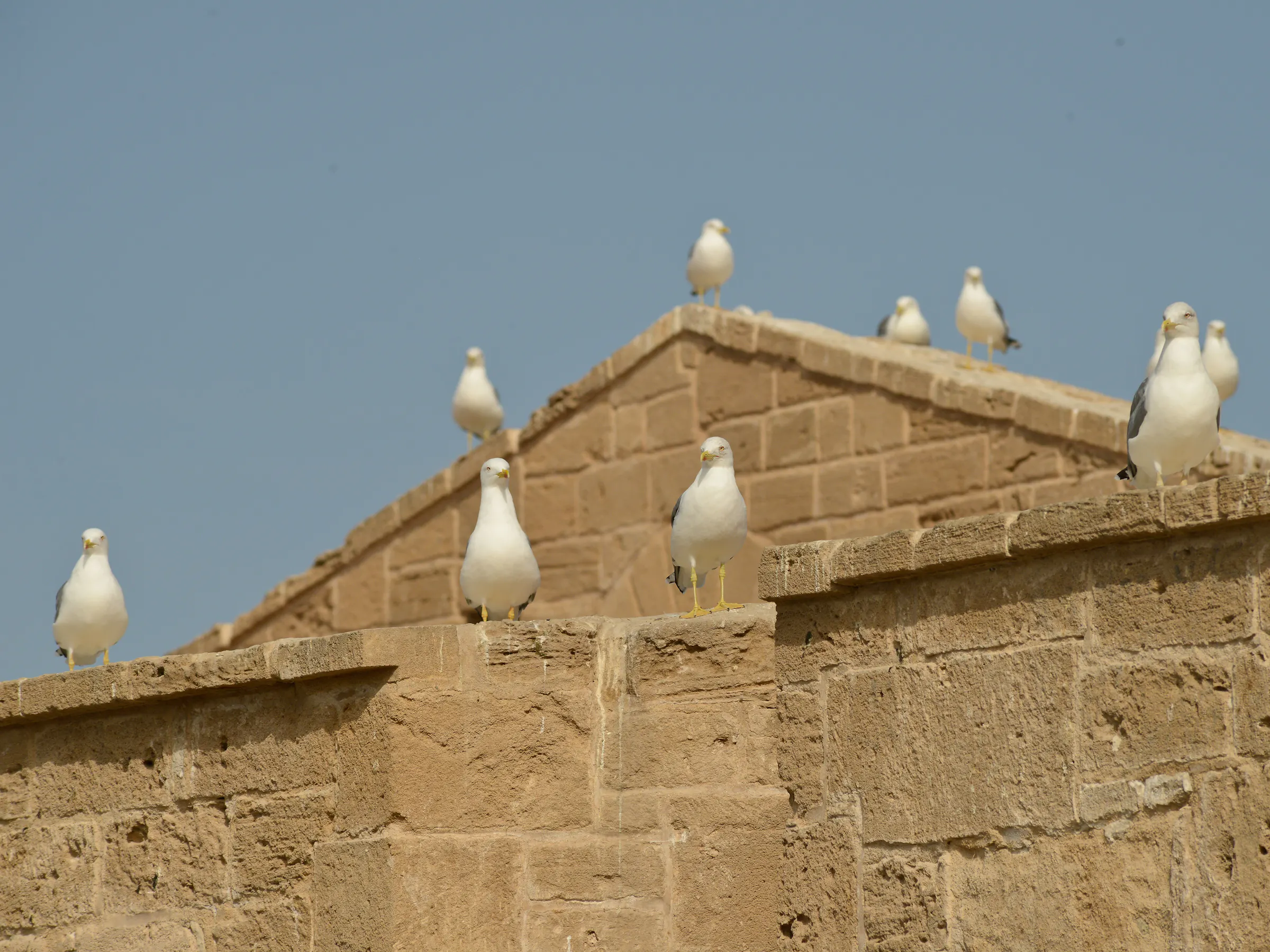Seagulls perched on the old city ramparts in Essaouira, Morocco