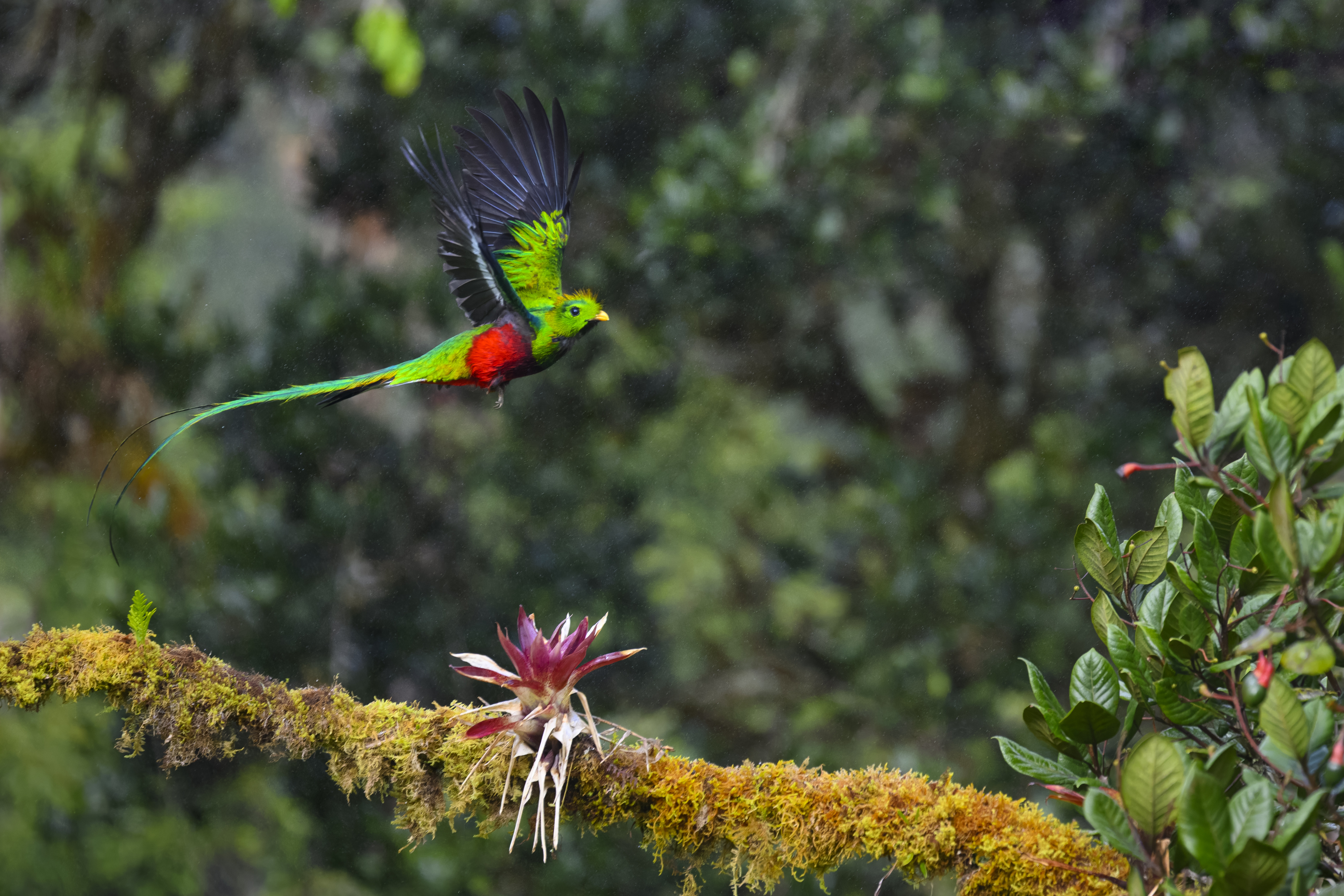 Resplendent quetzal in flight above a moss-covered branch in the Panama highlands