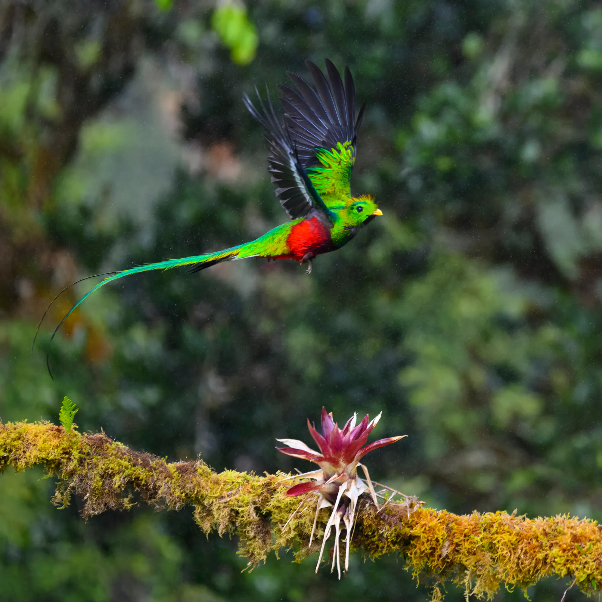 Resplendent quetzal in flight above a moss-covered branch in the Panama highlands