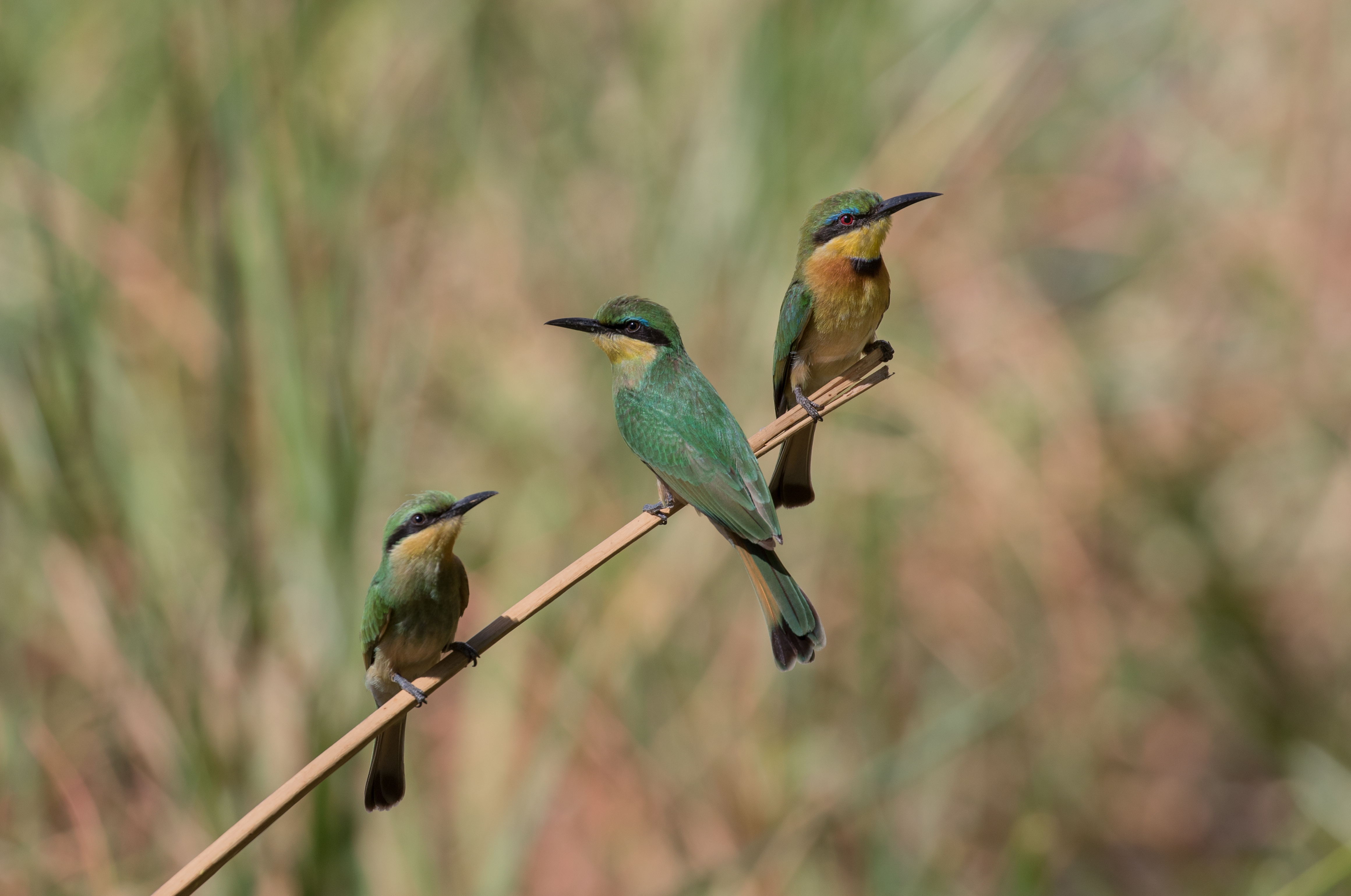 Little bee-eaters perched on a reed in the Linyanti, Botswana