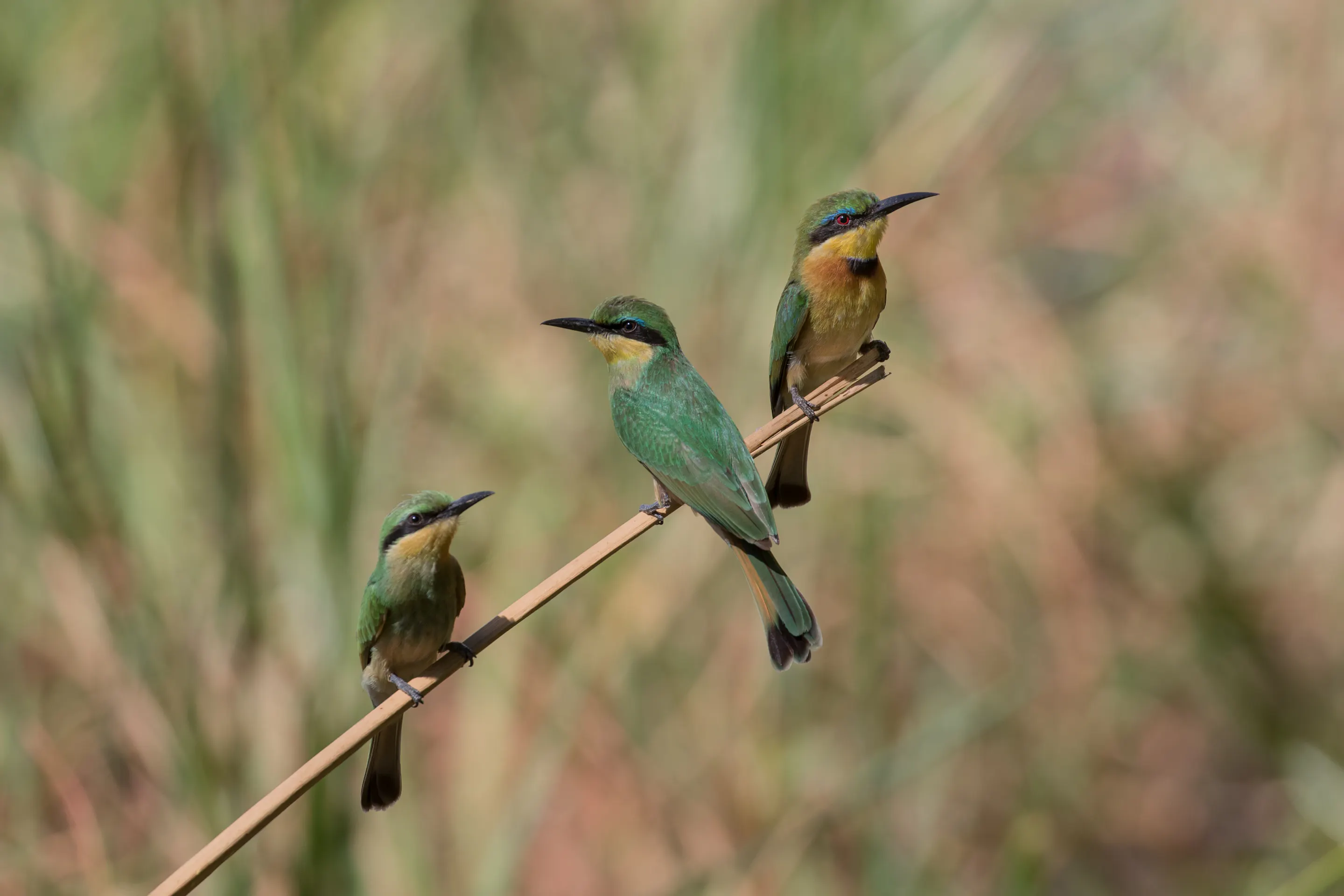 Little bee-eaters perched on a reed in the Linyanti, Botswana