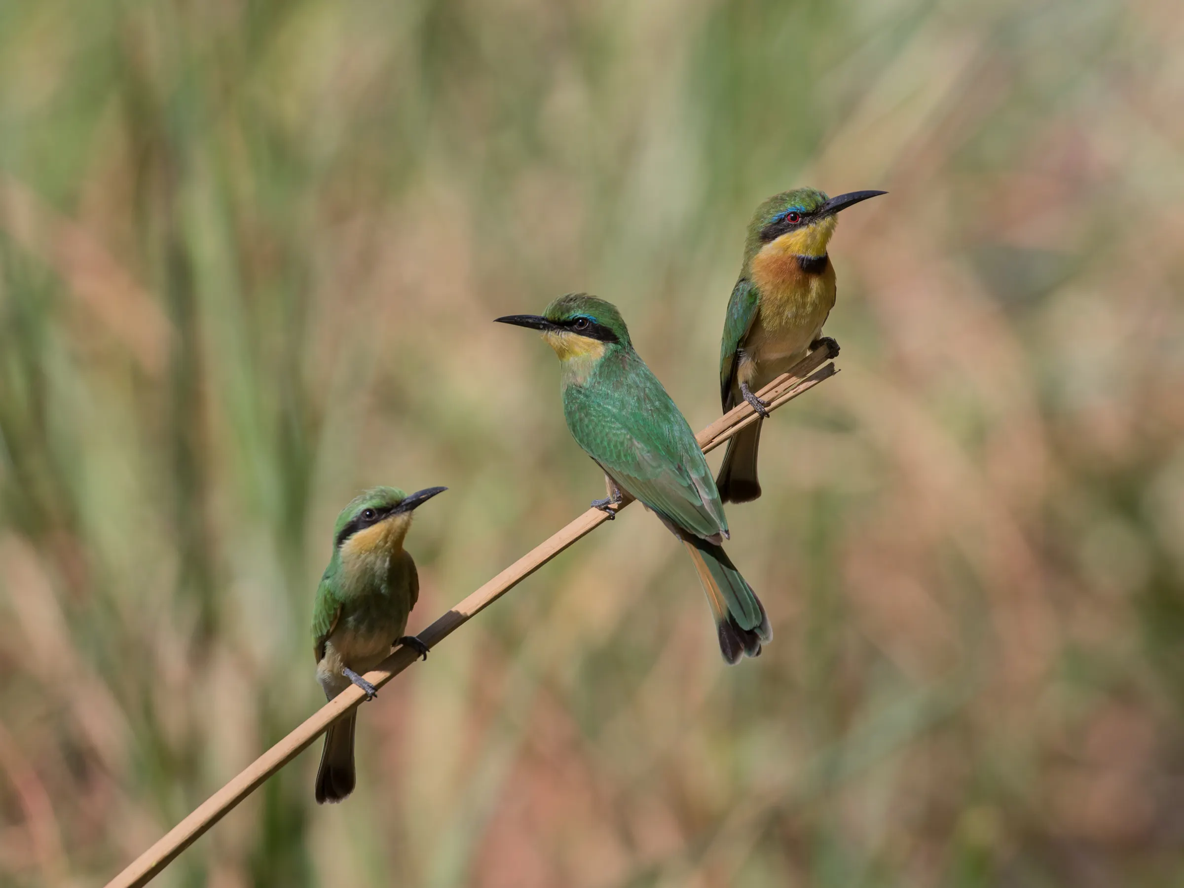 Little bee-eaters perched on a reed in the Linyanti, Botswana