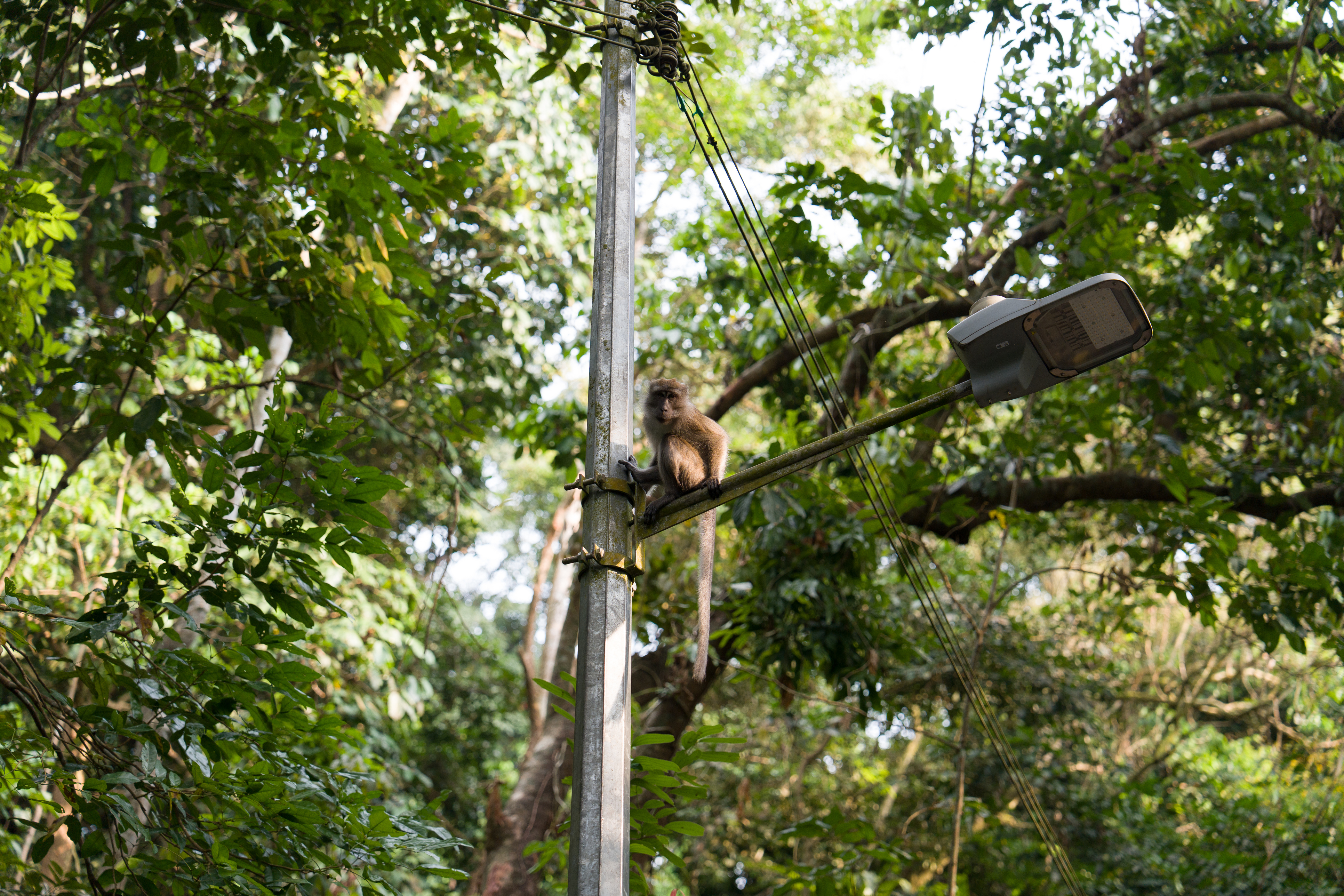 Monkey perched on a utility pole amid lush greenery near Brazzaville, Congo