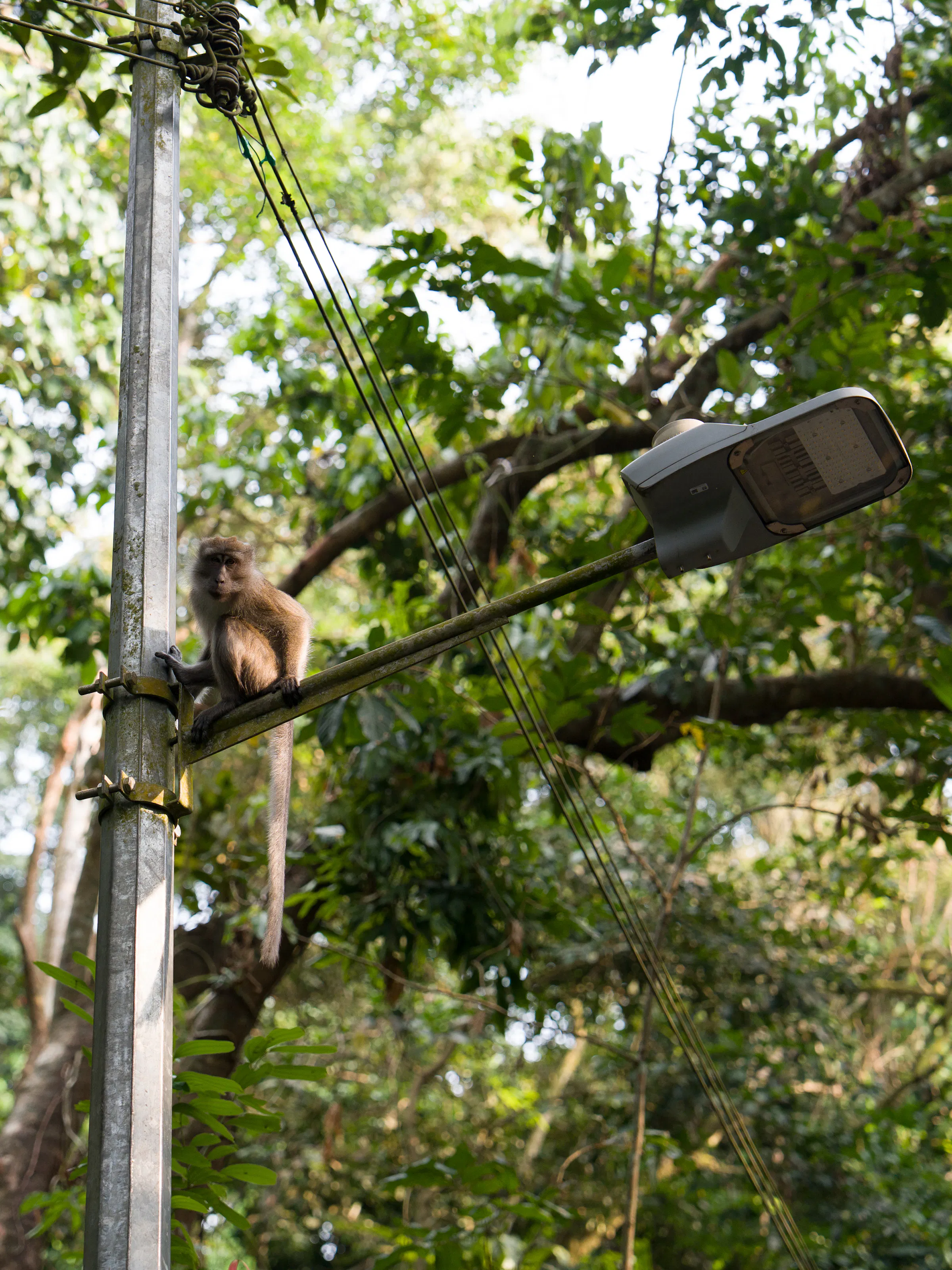 Monkey perched on a utility pole amid lush greenery near Brazzaville, Congo