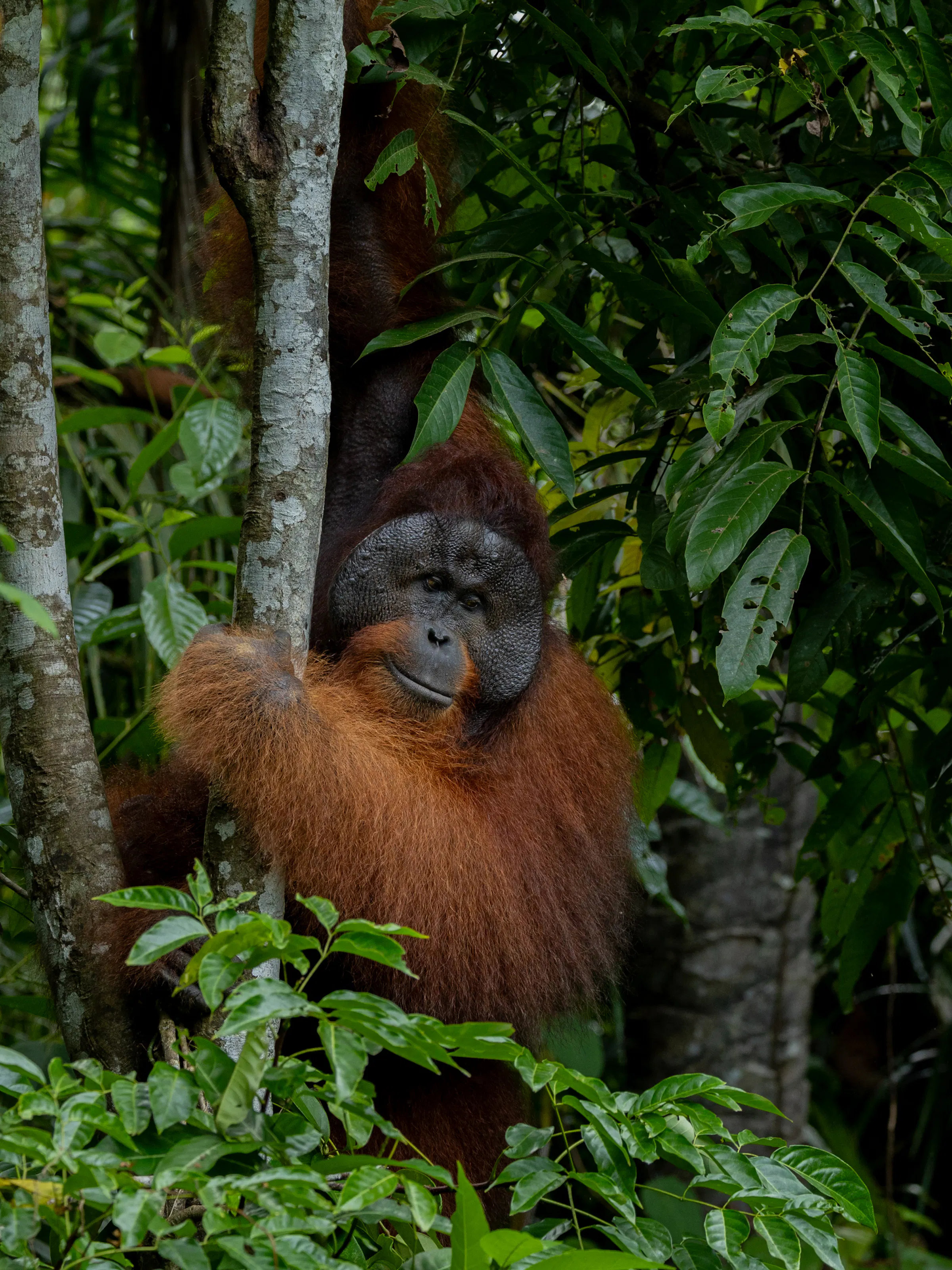 Flanged male Bornean orangutan clinging to tree in dense jungle