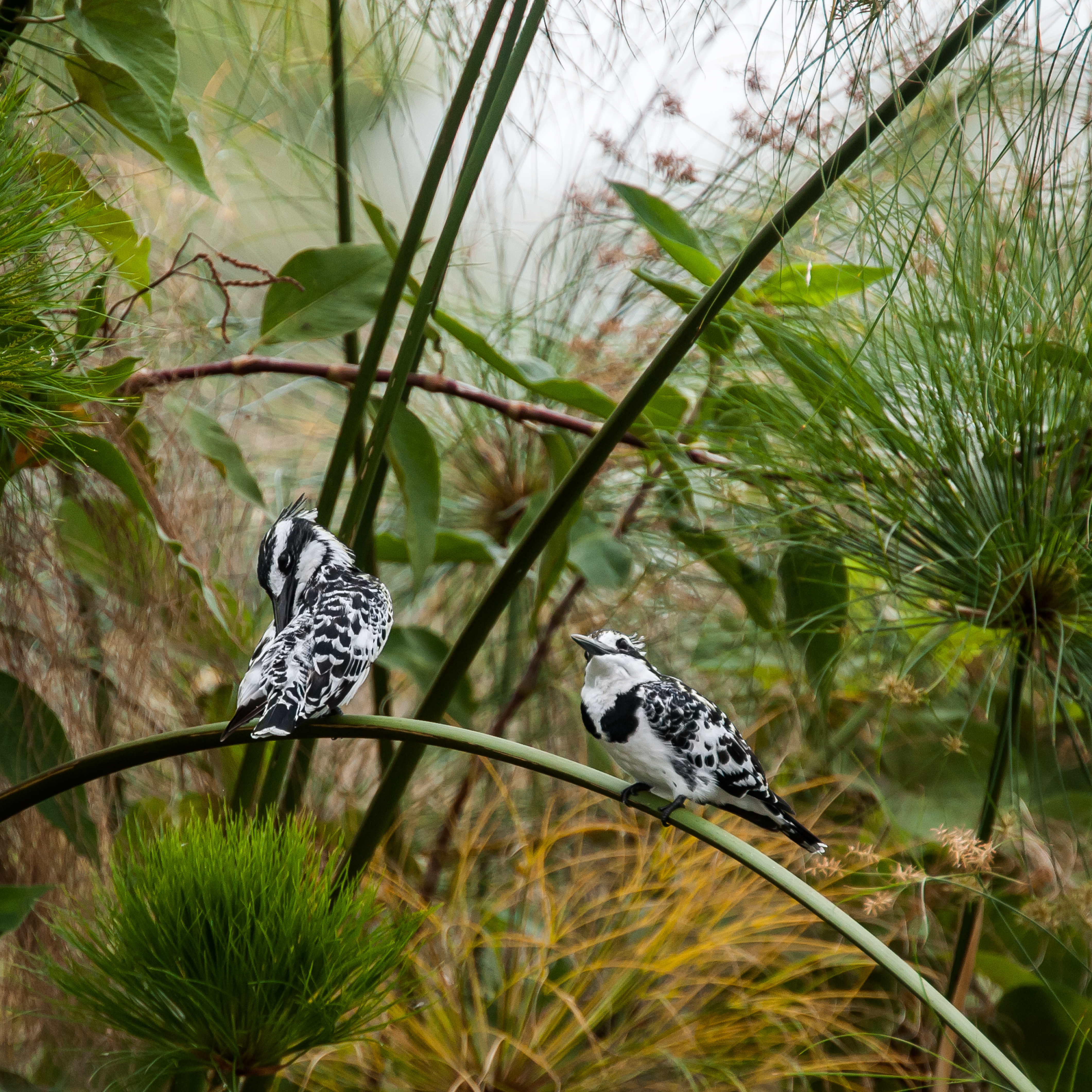 Pied kingfishers perched on papyrus reeds in Jinja, Uganda