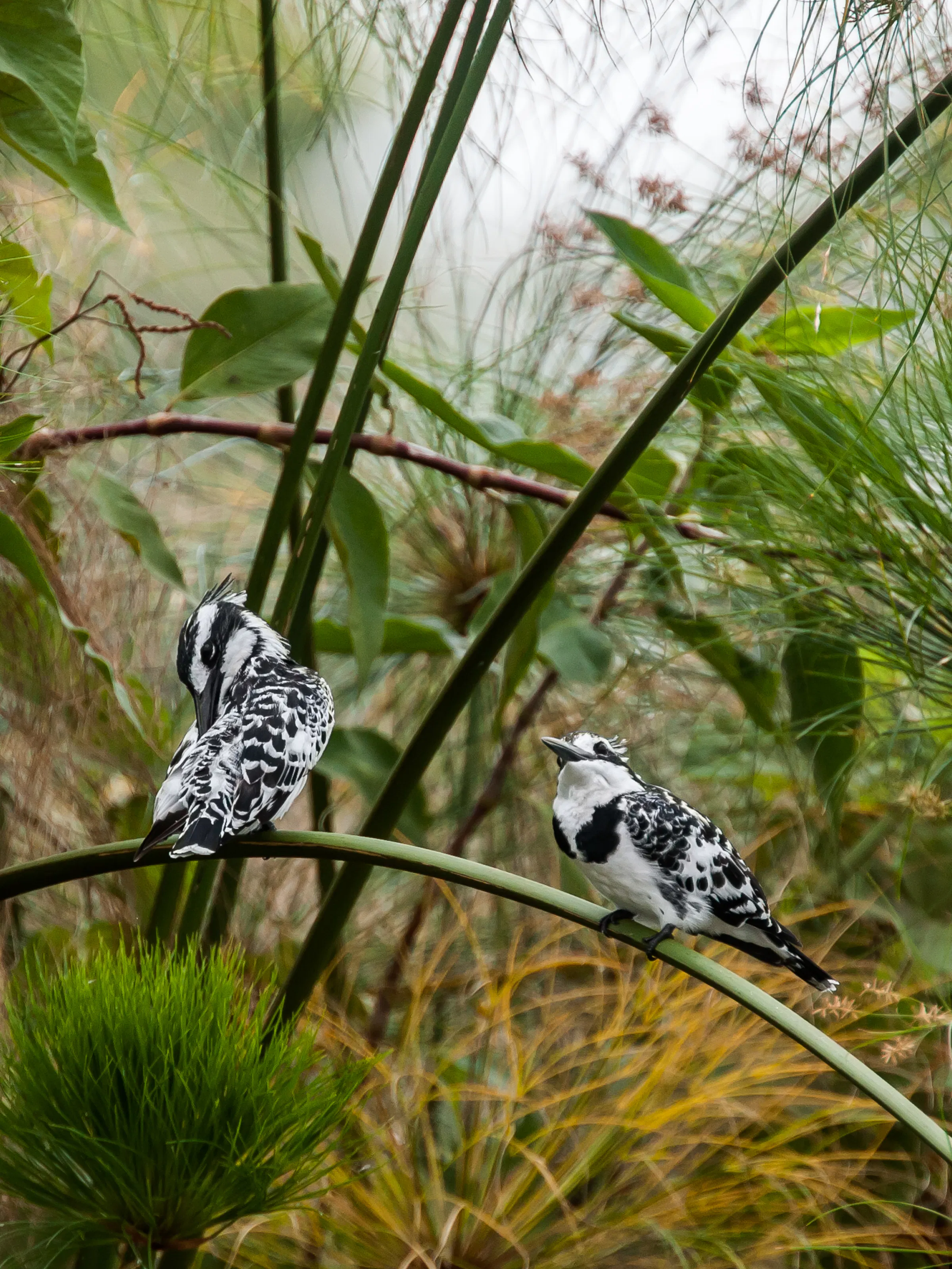 Pied kingfishers perched on papyrus reeds in Jinja, Uganda