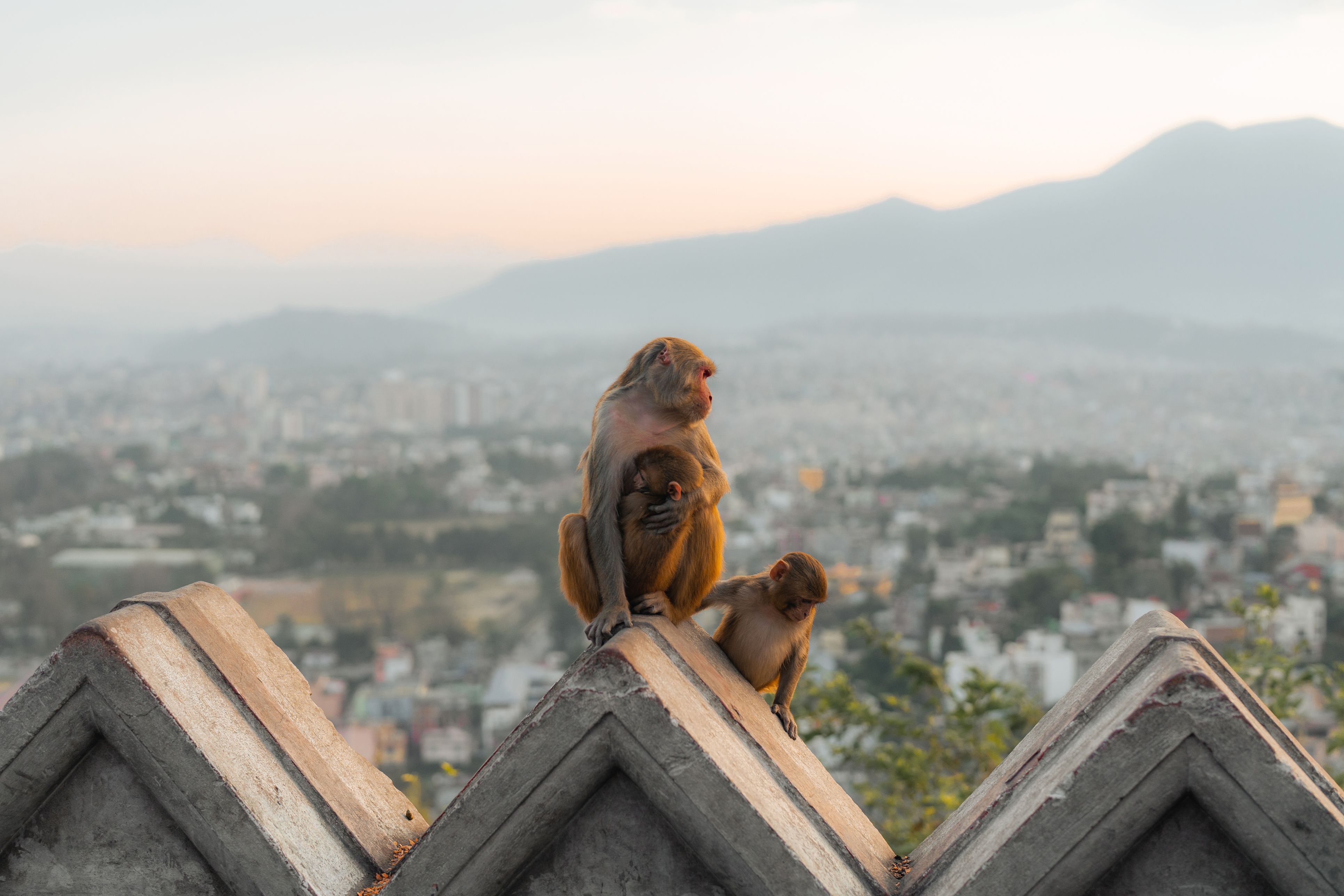 Rhesus macaques overlooking Kathmandu city from Swayambhunath temple, Nepal