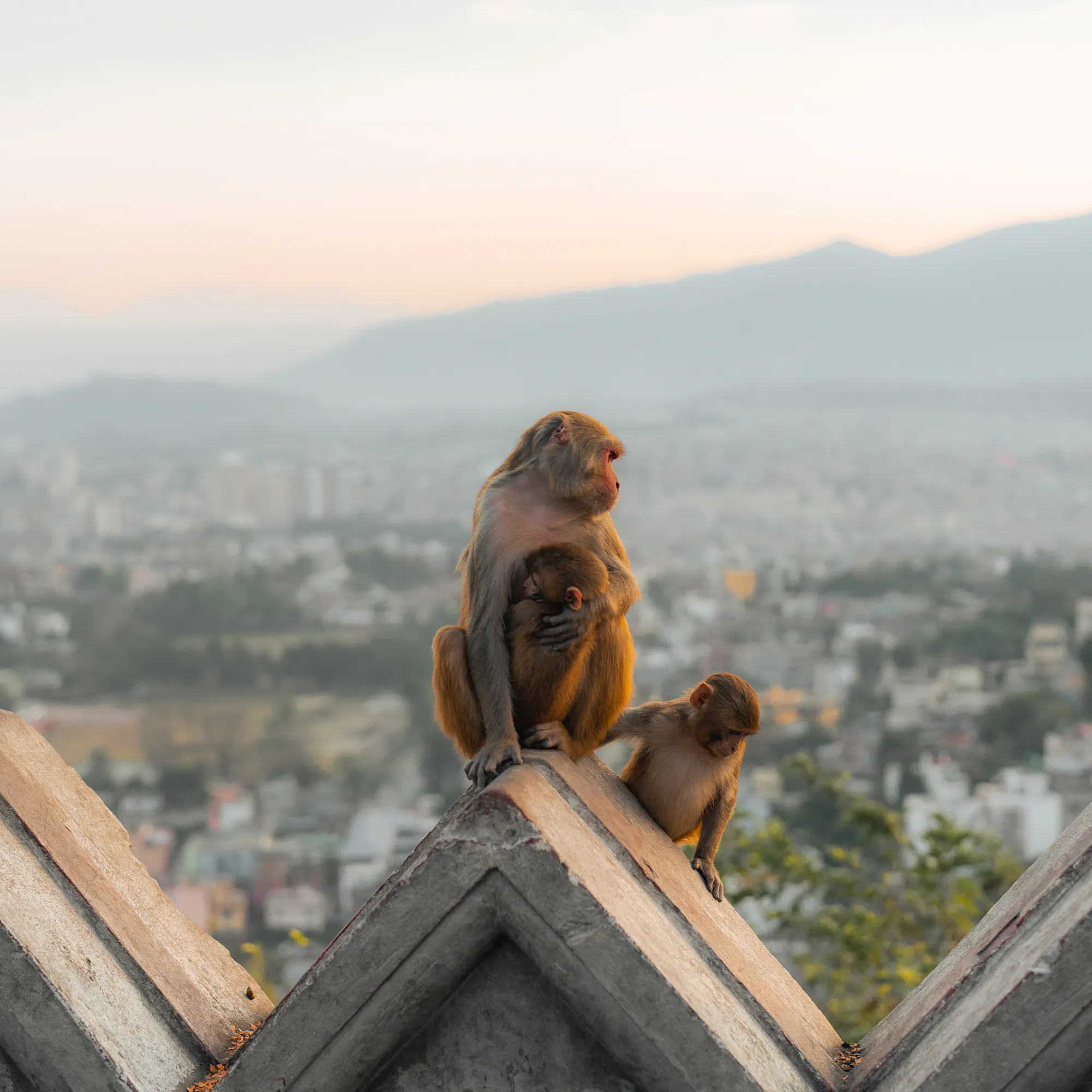 Rhesus macaques overlooking Kathmandu city from Swayambhunath temple, Nepal