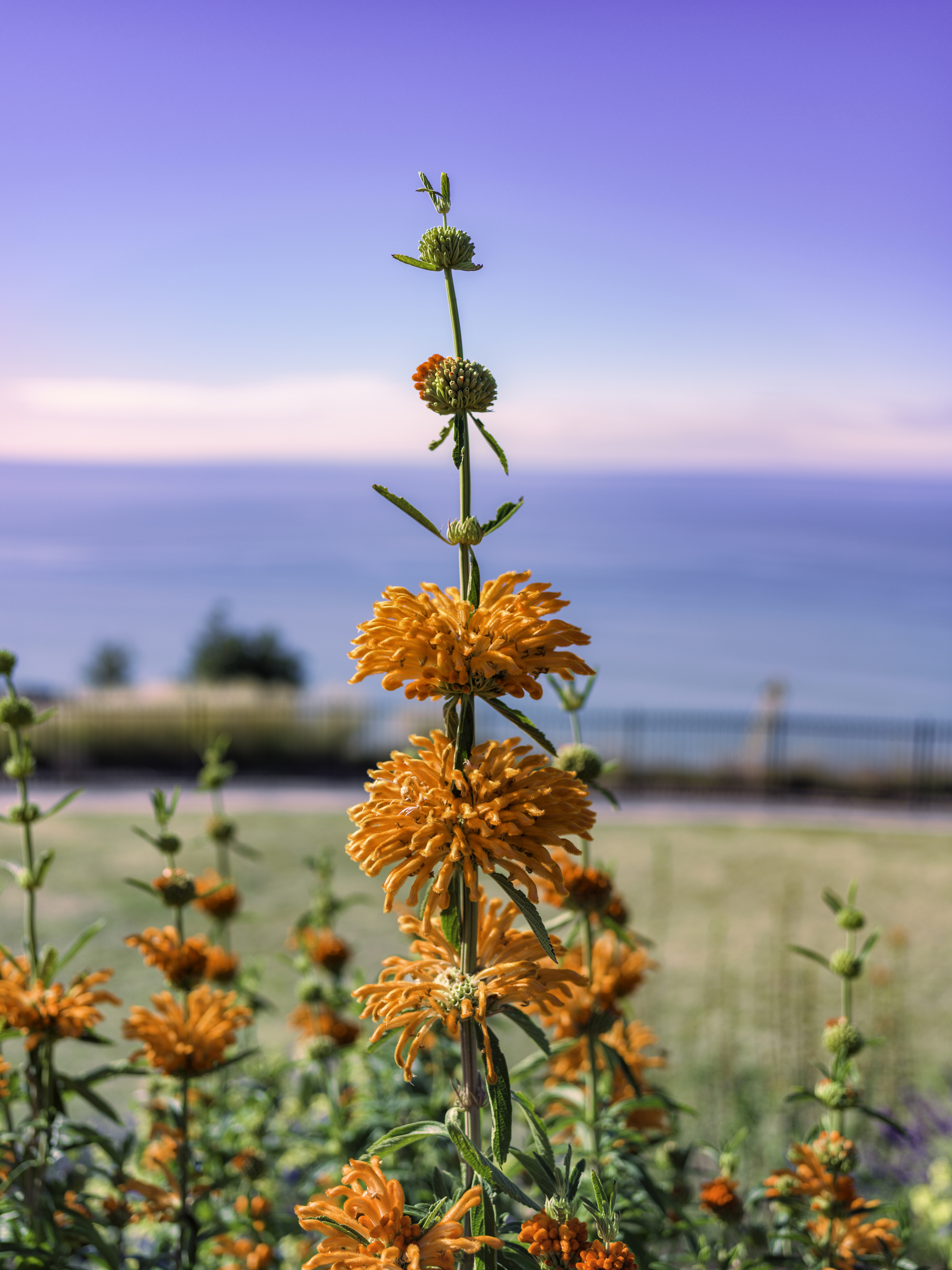 Lion's ear flowers blooming with ocean view in Hawke's Bay, New Zealand
