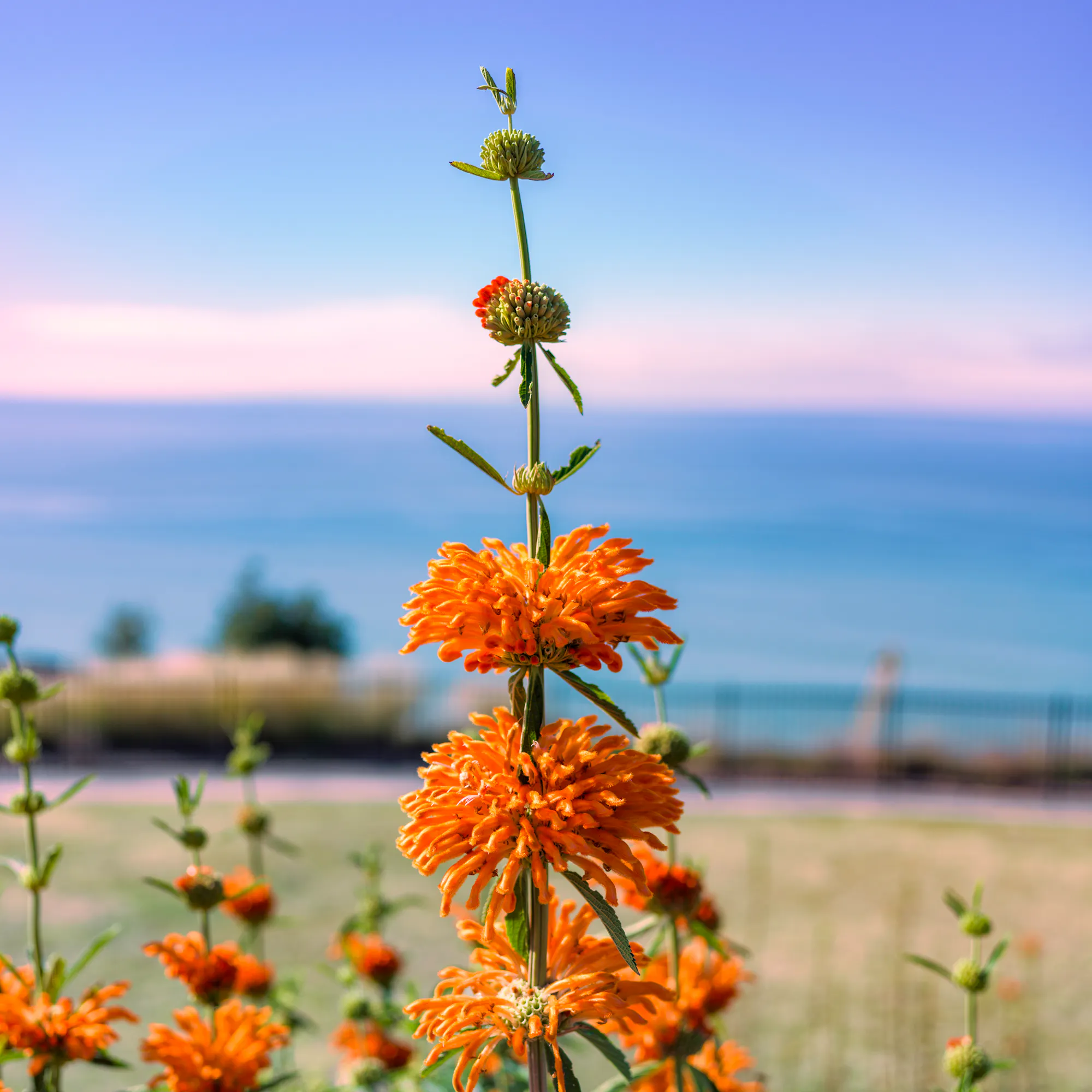 Lion's ear flowers blooming with ocean view in Hawke's Bay, New Zealand