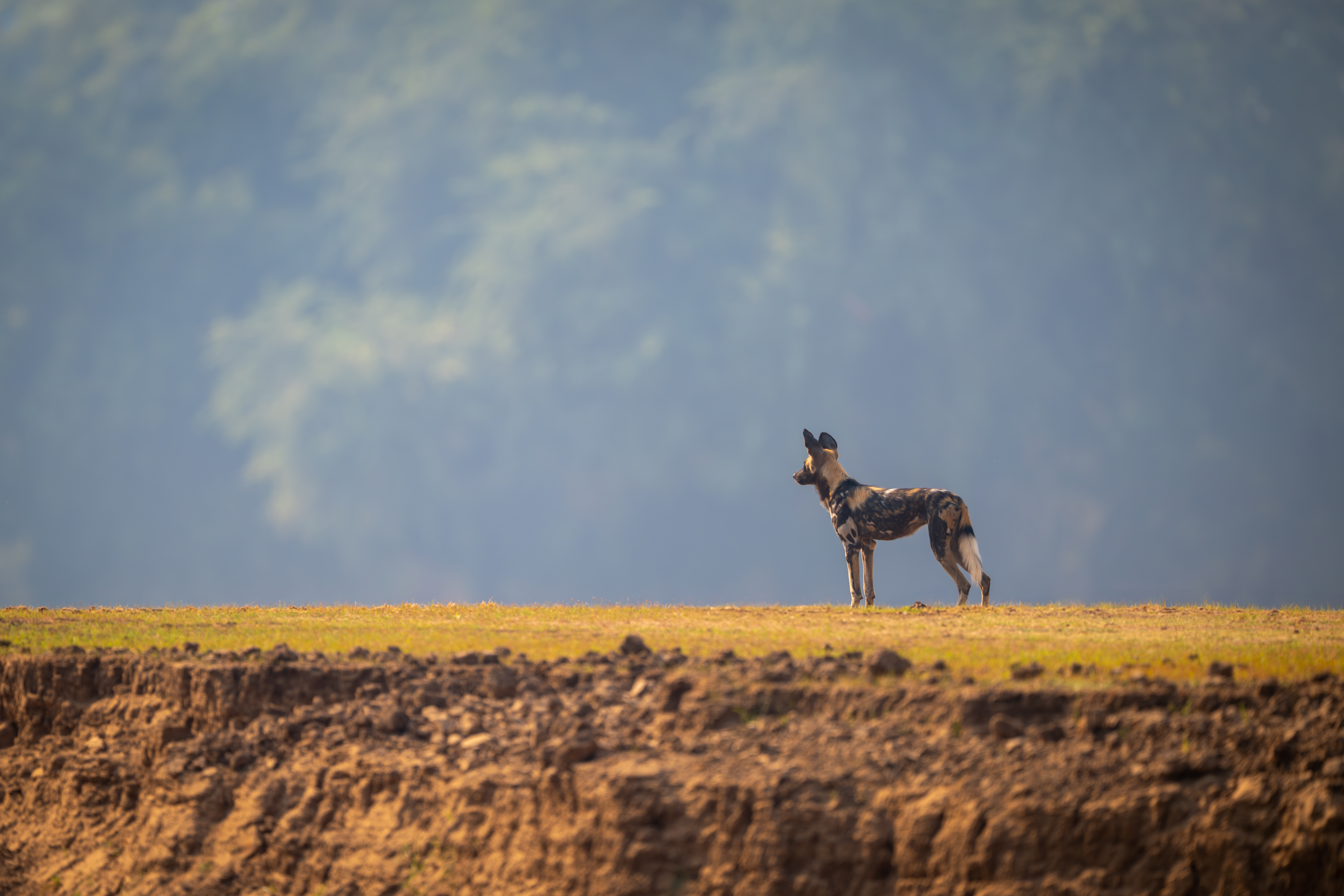 An African wild dog stands alone on a sunlit ridge in Zambia