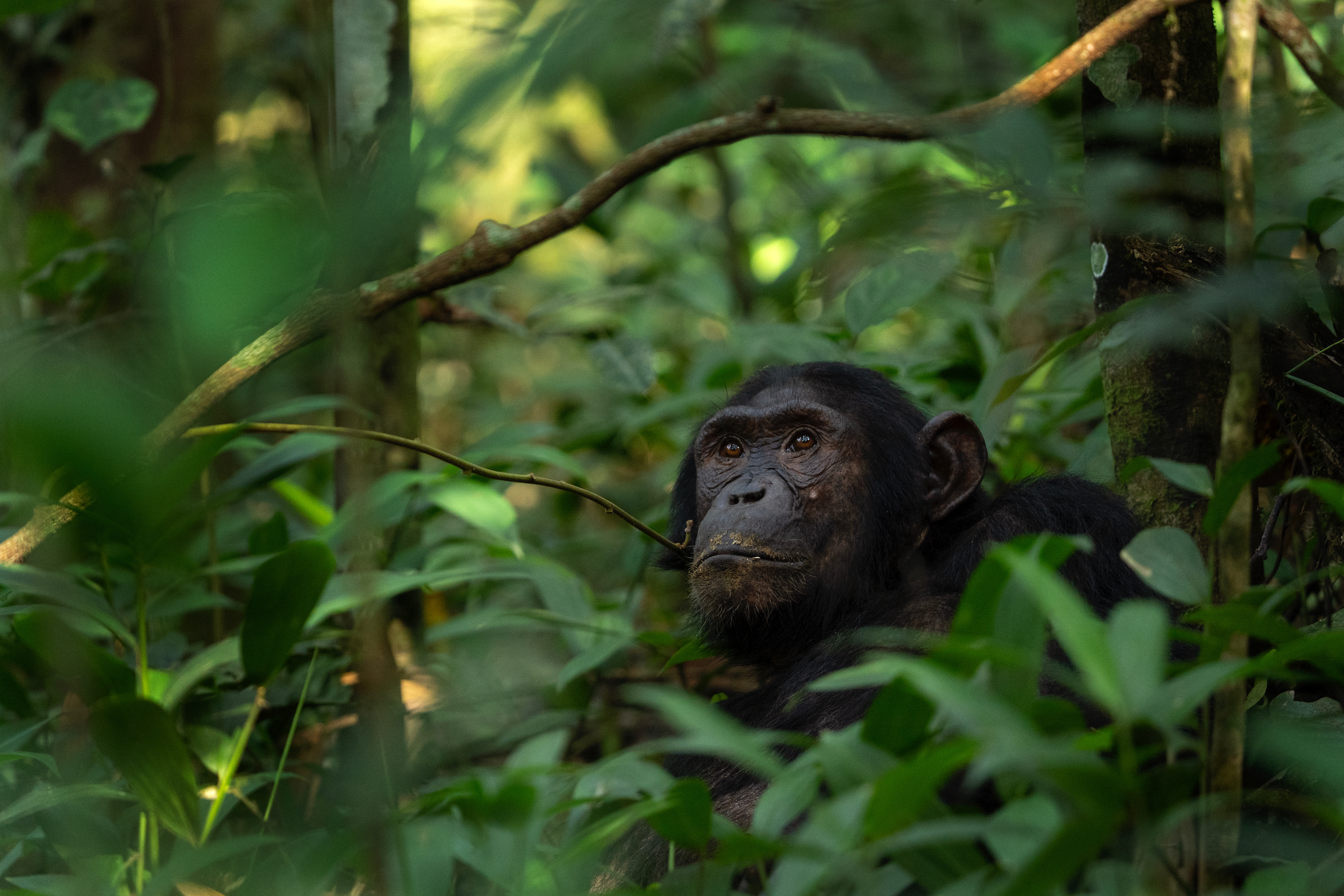 Wild chimpanzee gazing upward through rainforest, Kibale Uganda