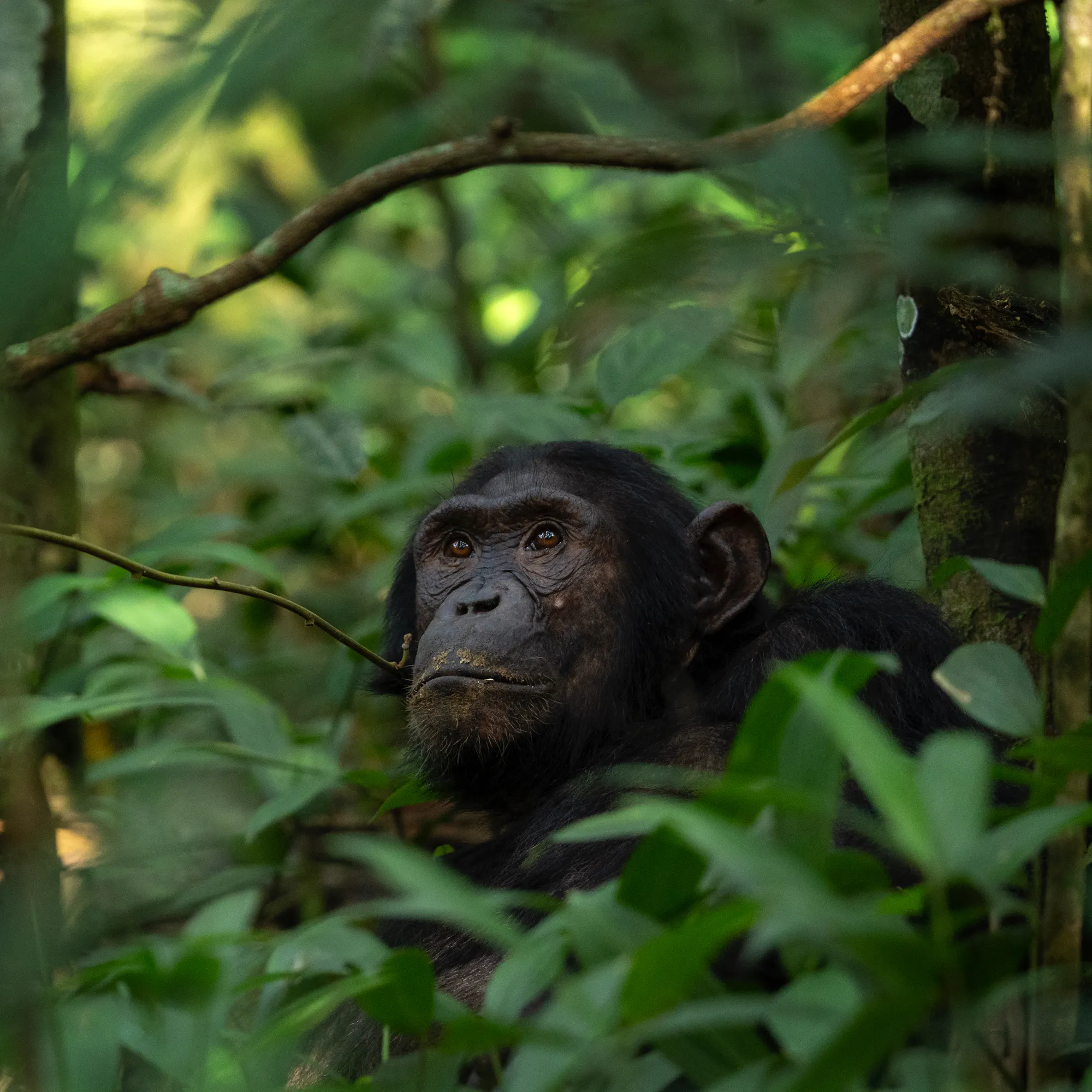 Wild chimpanzee gazing upward through rainforest, Kibale Uganda