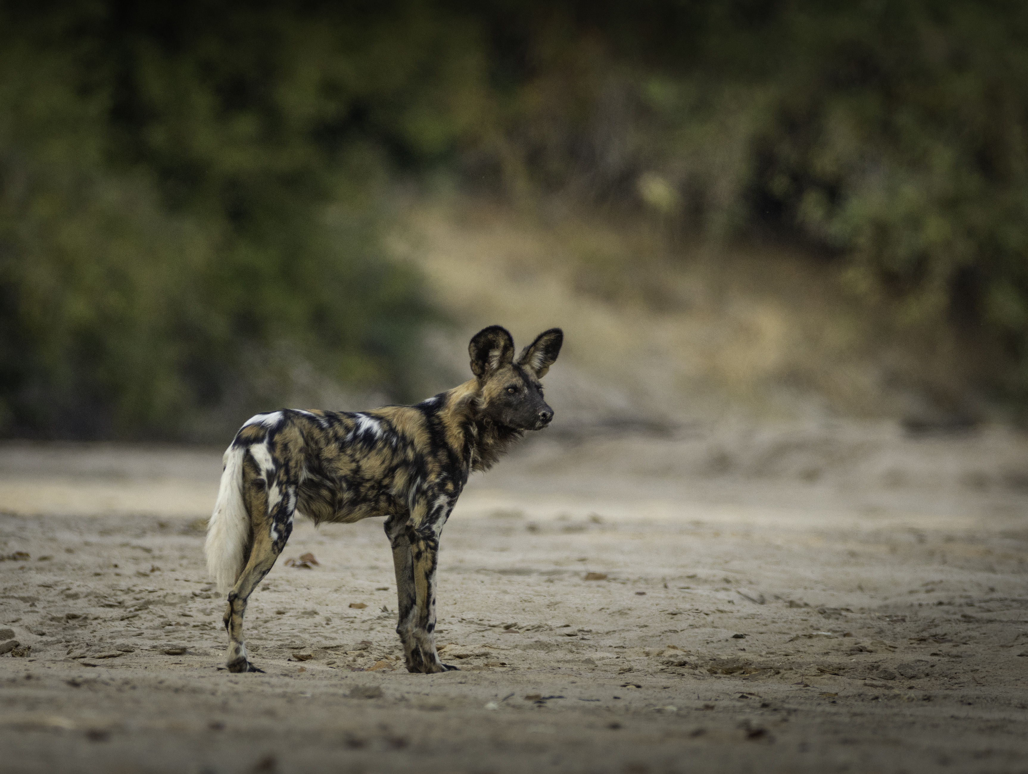Endangered African wild dog standing alert, Mana Pools Zimbabwe