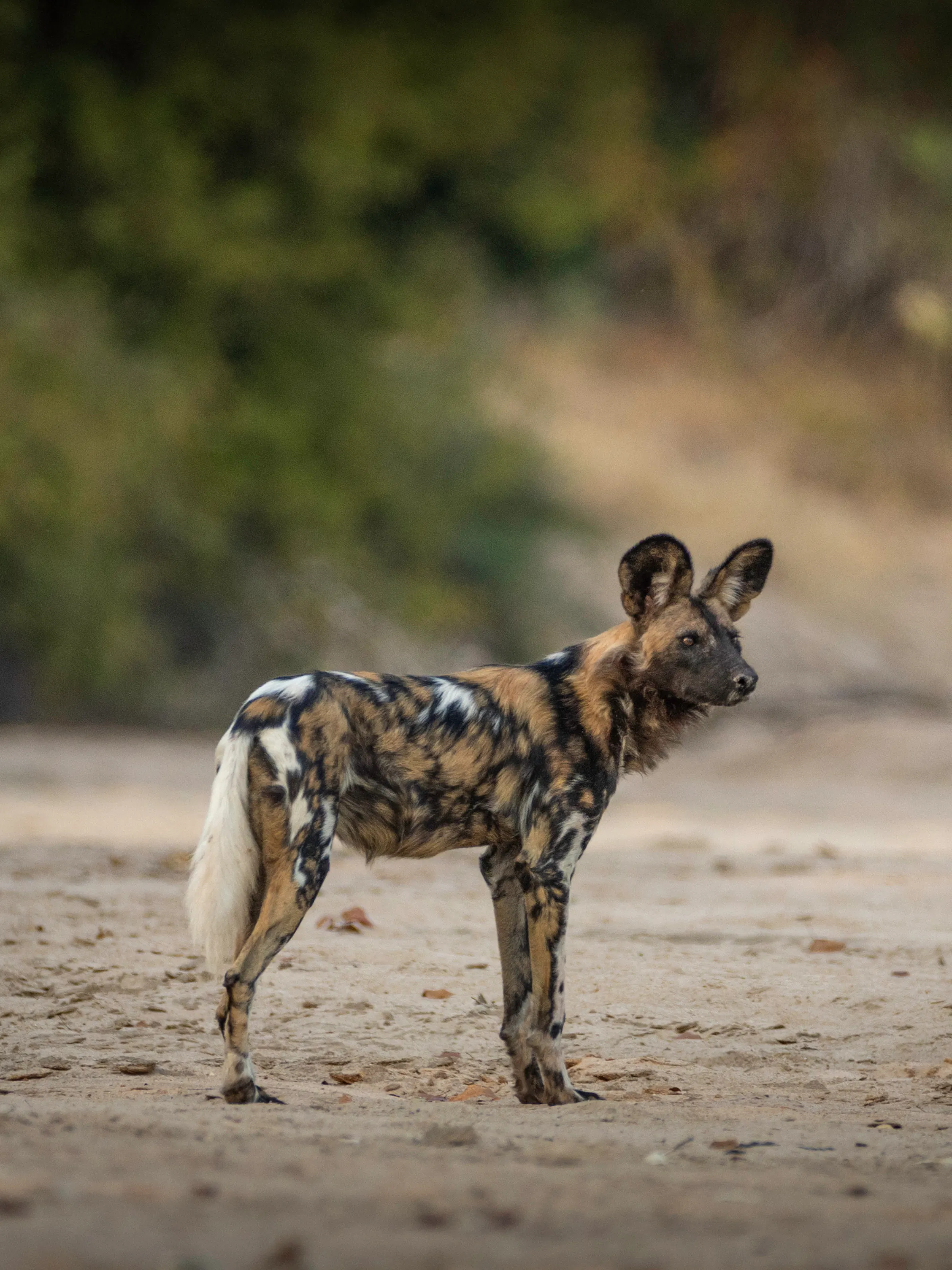 Endangered African wild dog standing alert, Mana Pools Zimbabwe