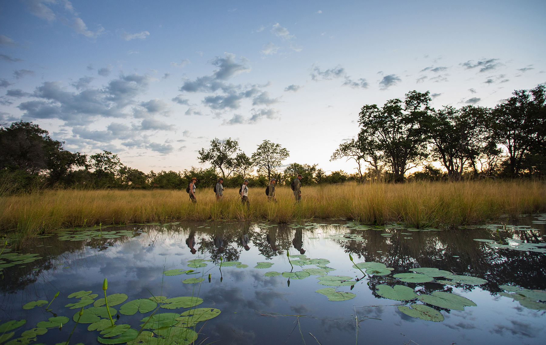 A line of walkers crosses a grassy floodplain reflected in a lily-covered pool at dusk in the Okavango Delta, Botswana.