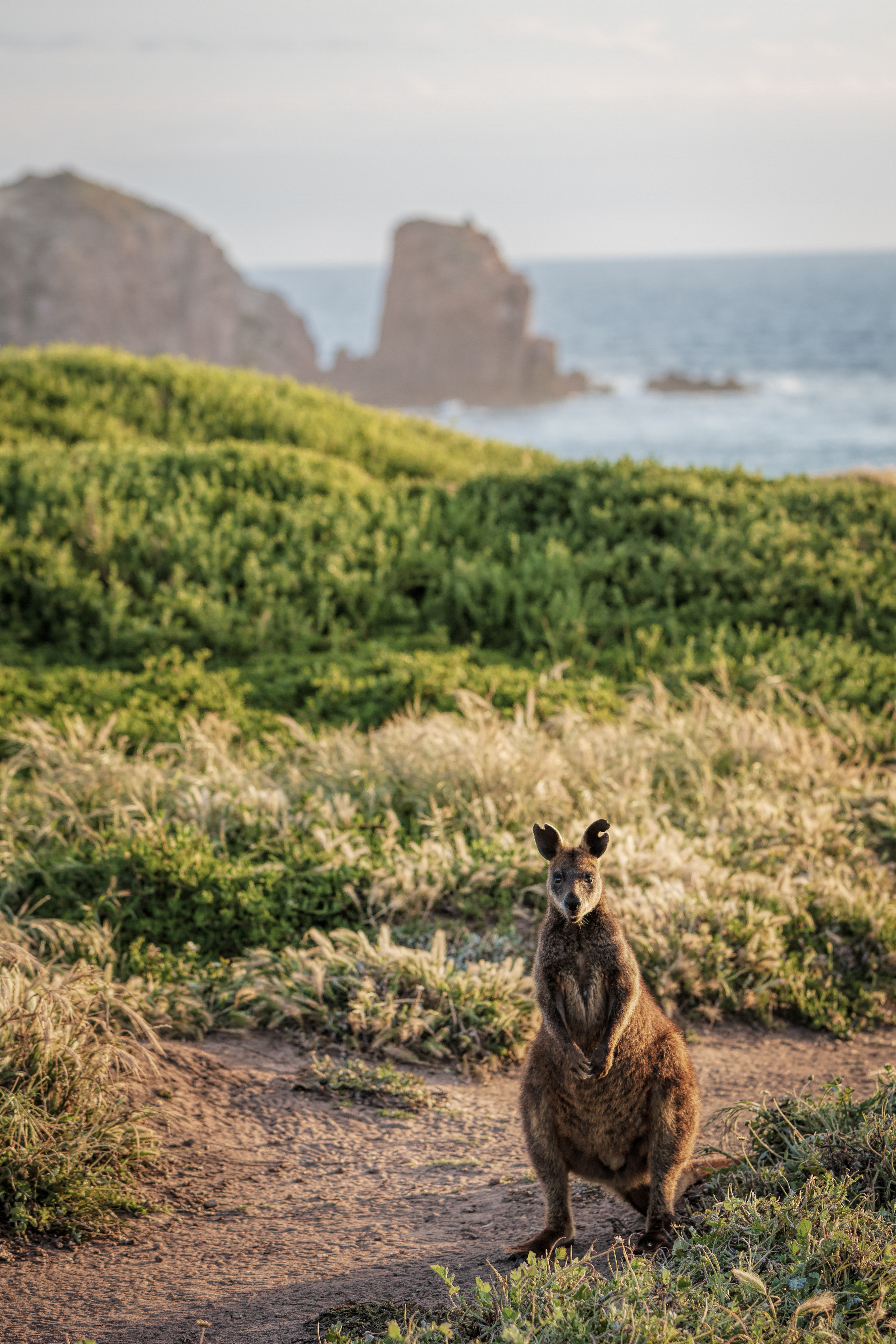Wild wallaby on coastal path, Australia