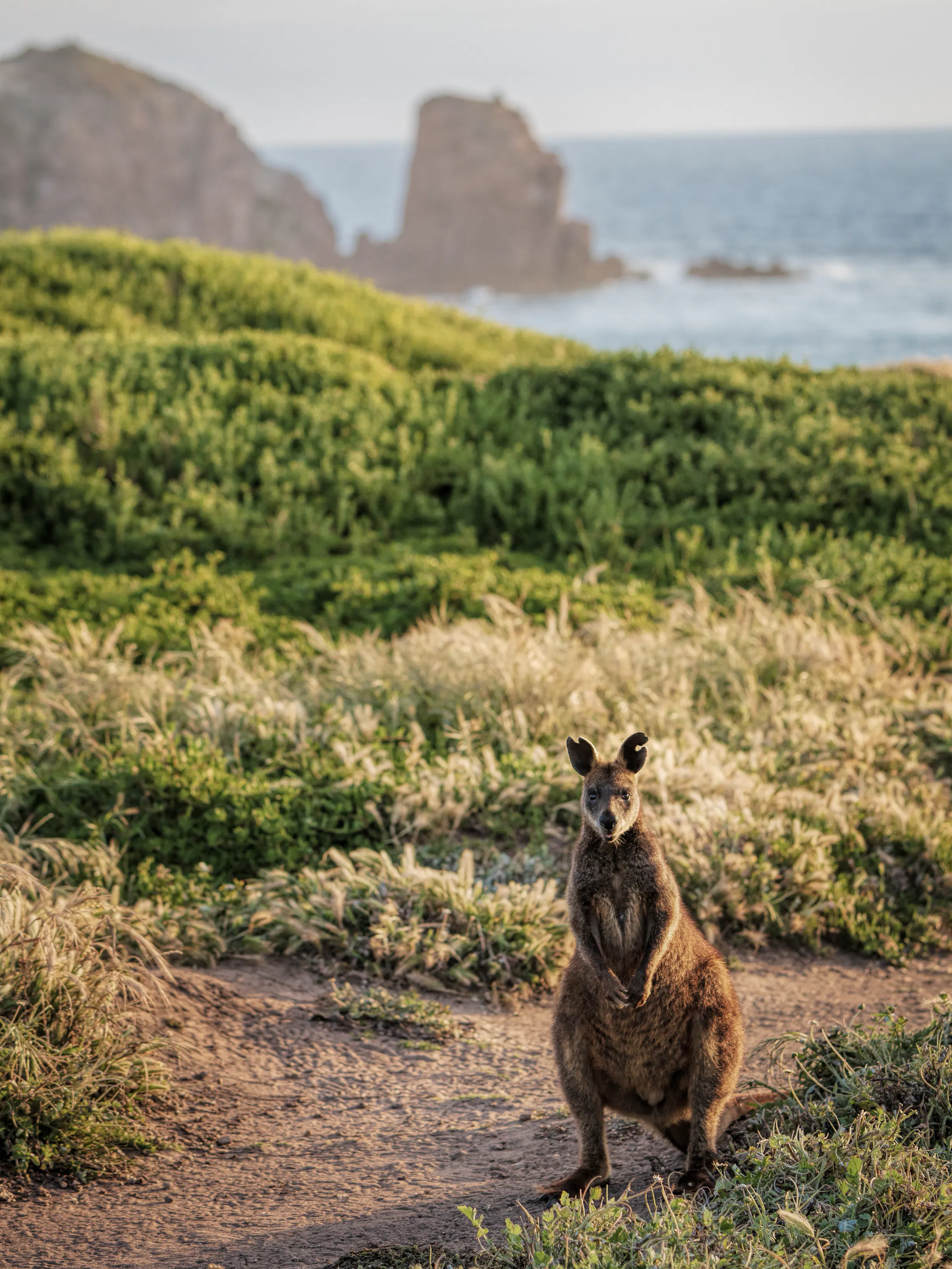 Wild wallaby on coastal path, Australia