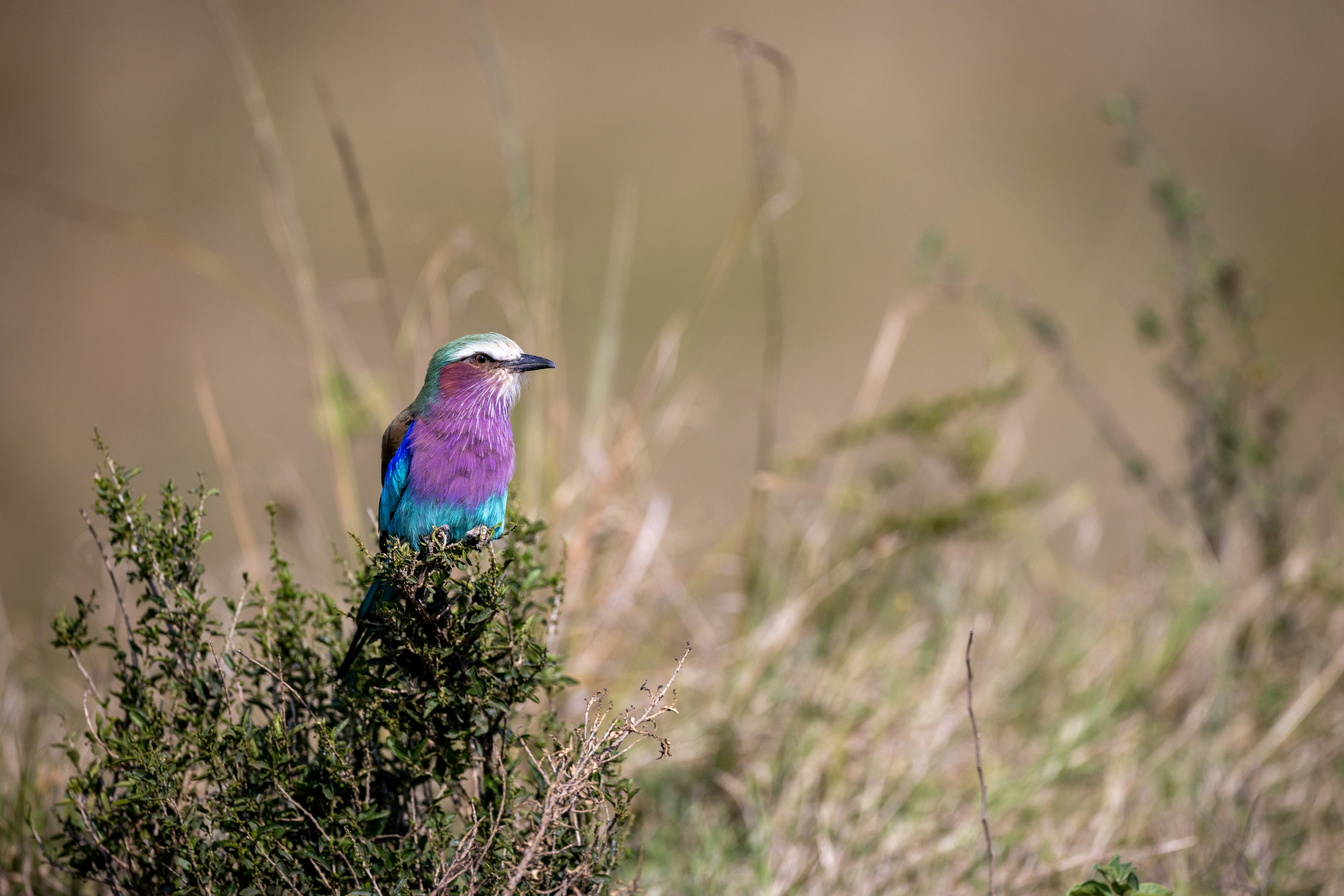 Lilac-breasted roller perched on a bush in Meru National Park, Kenya