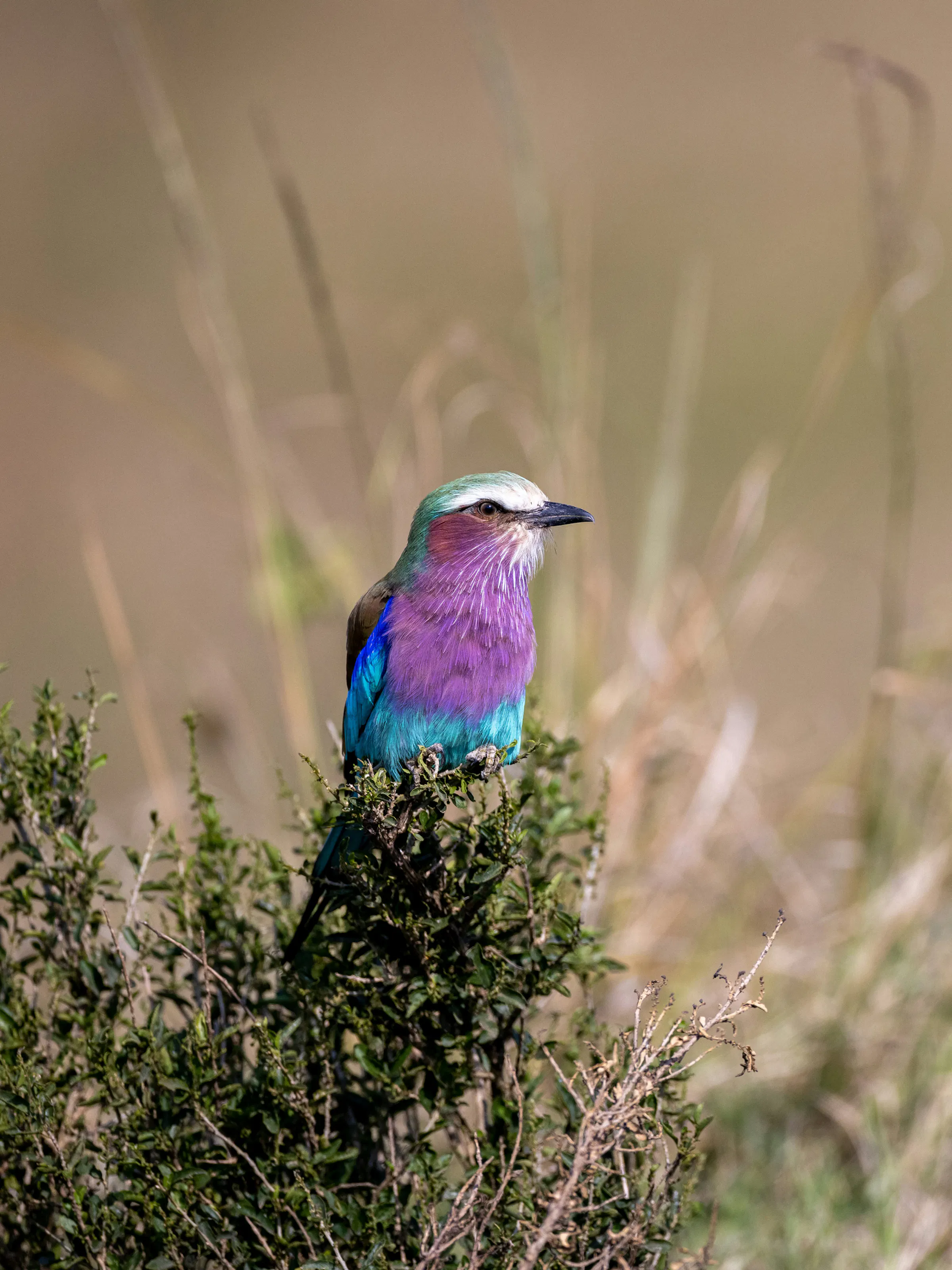 Lilac-breasted roller perched on a bush in Meru National Park, Kenya